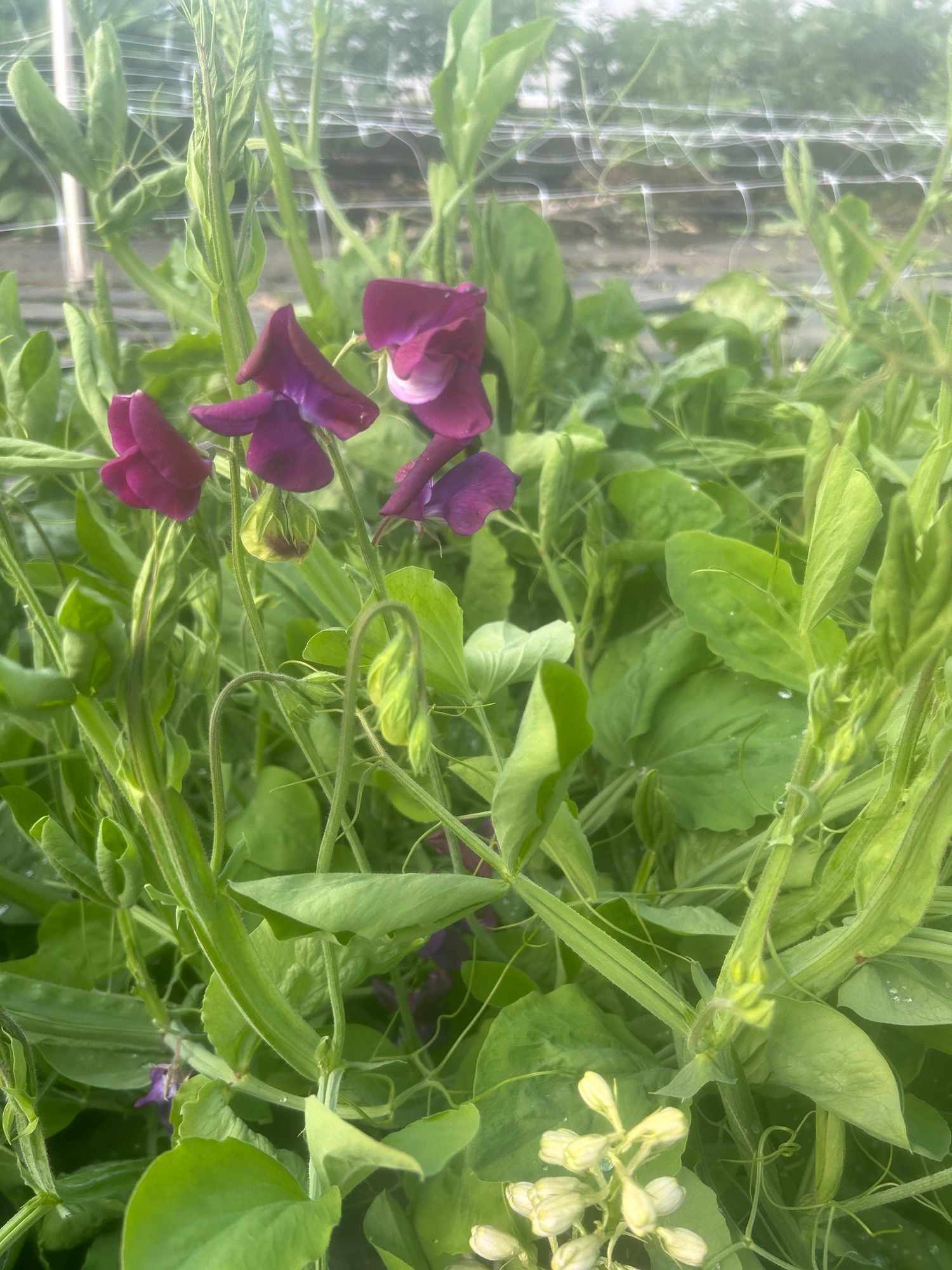 LATHYRUS odoratus