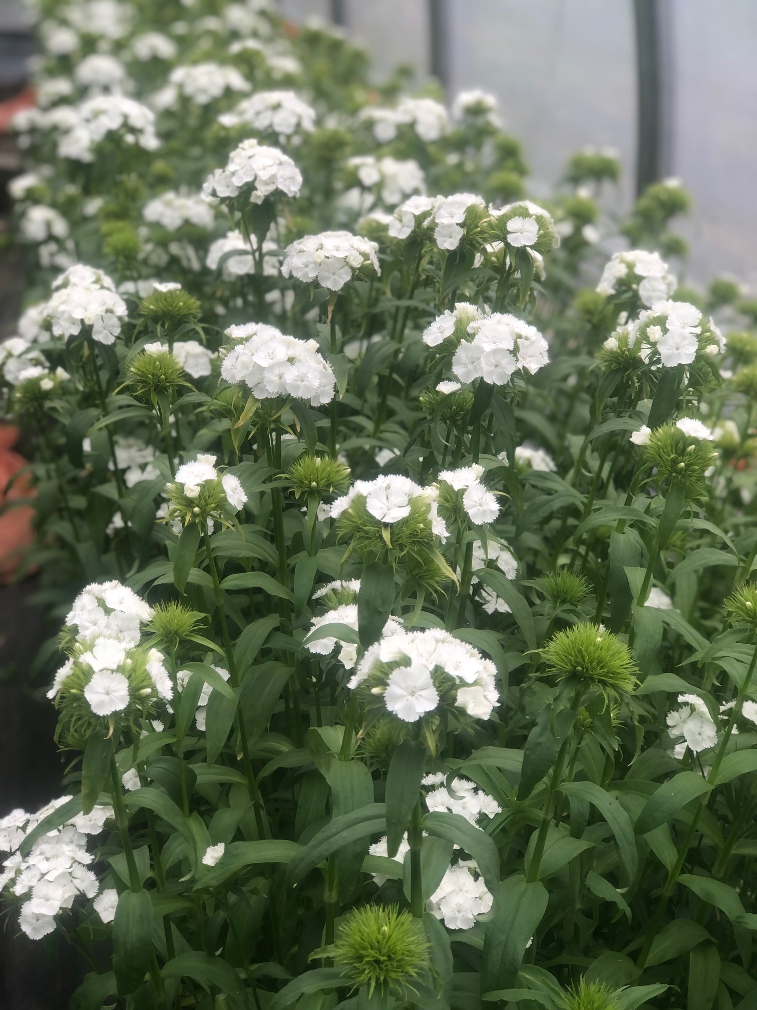 DIANTHUS barbatus Sweet White