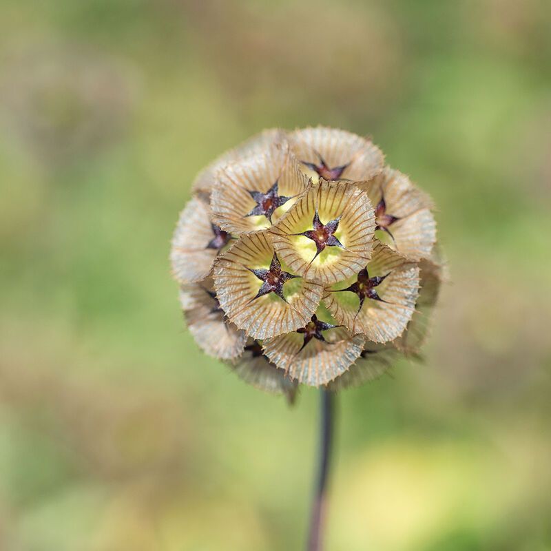 SCABIOSA stellata