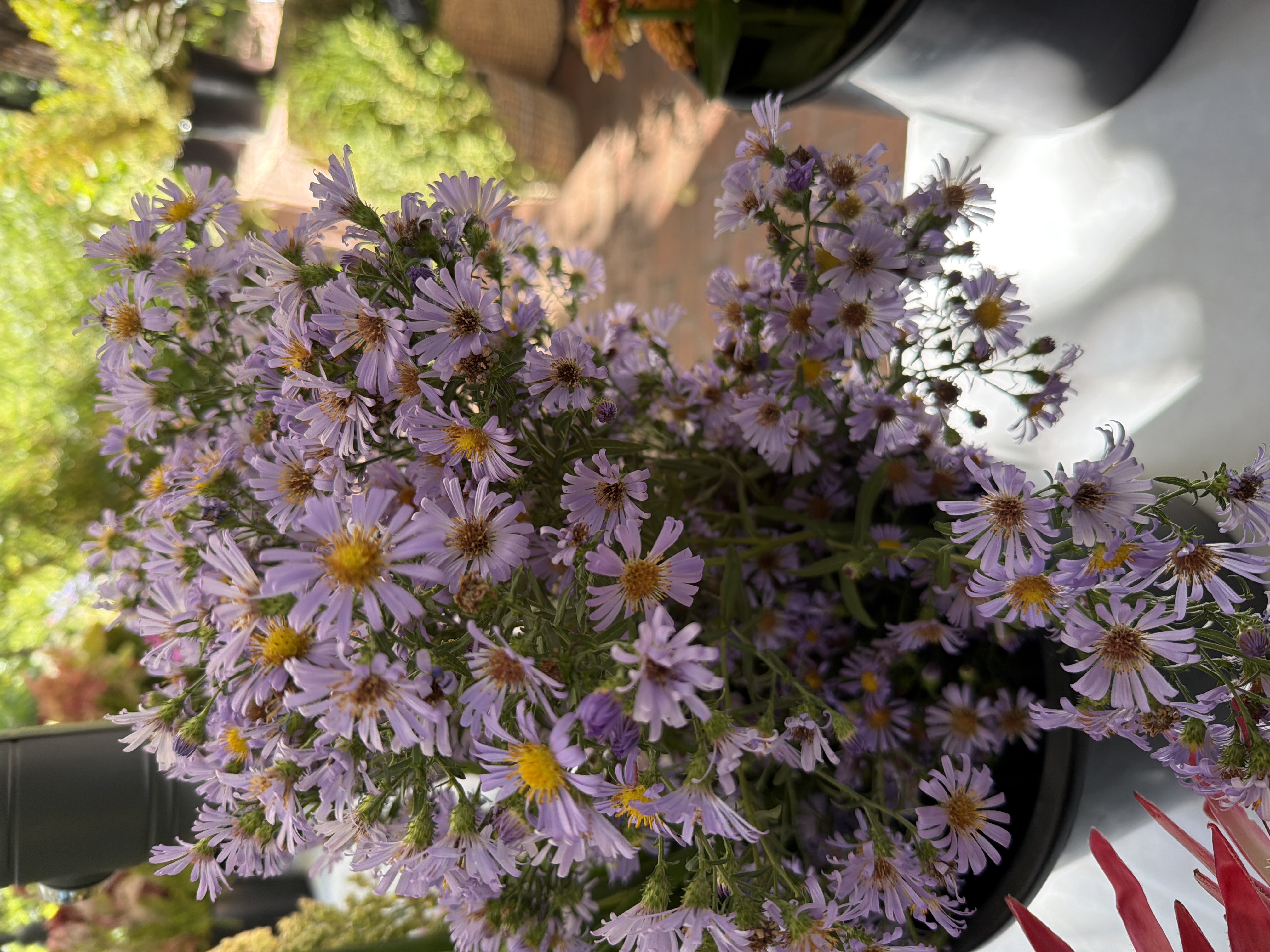 ASTER