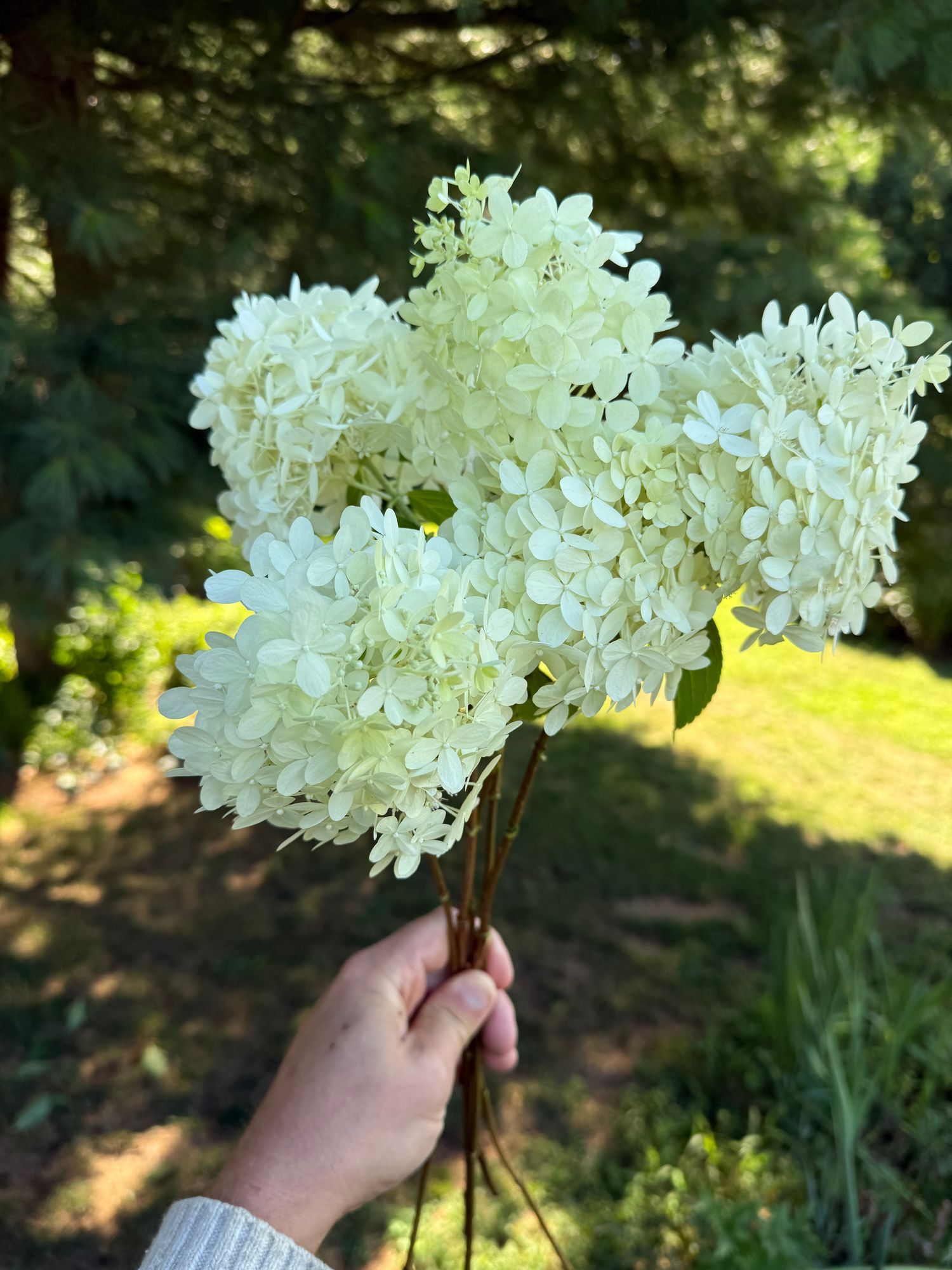 HYDRANGEA paniculata Limelight