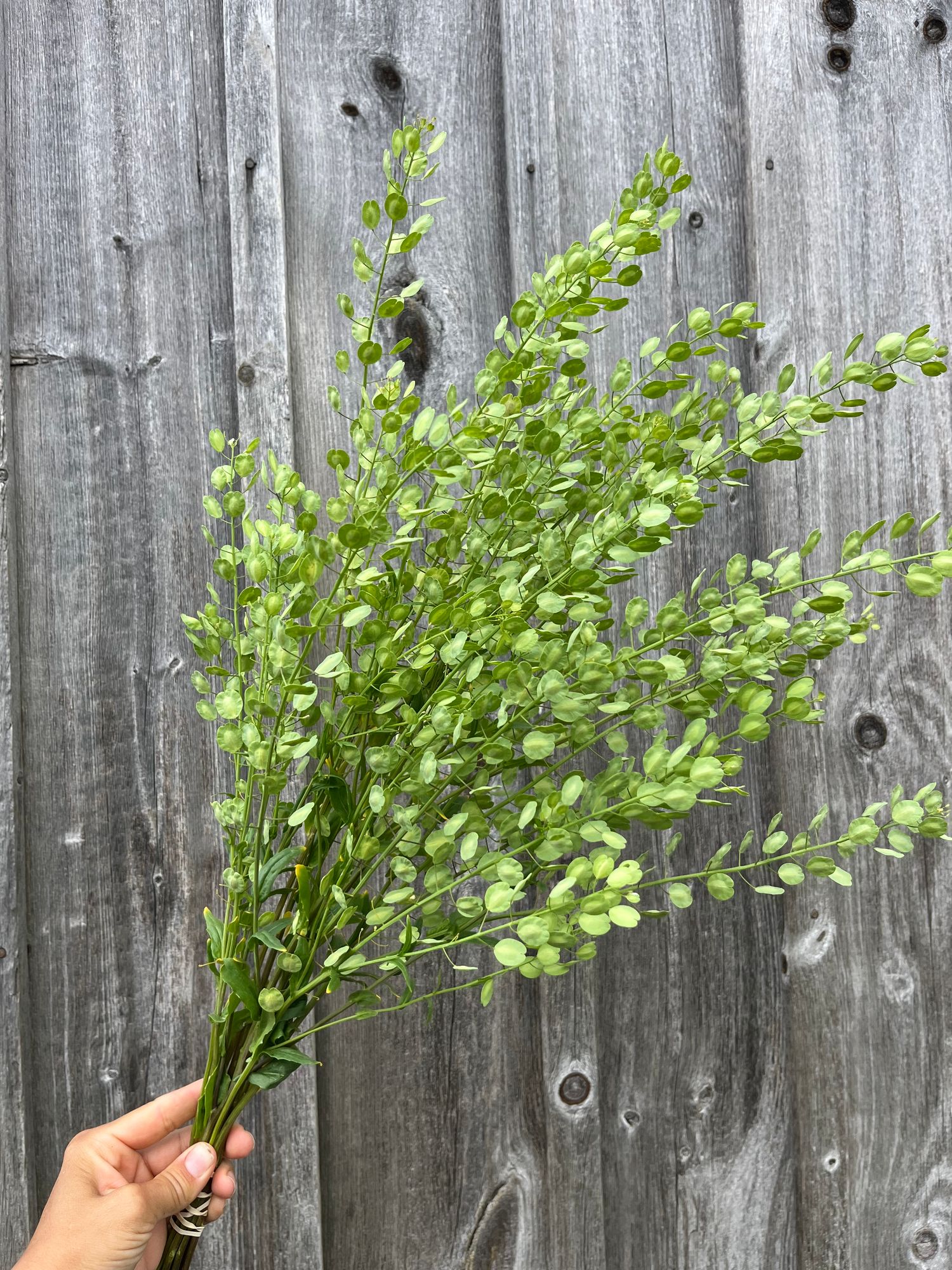 THLASPI arvense