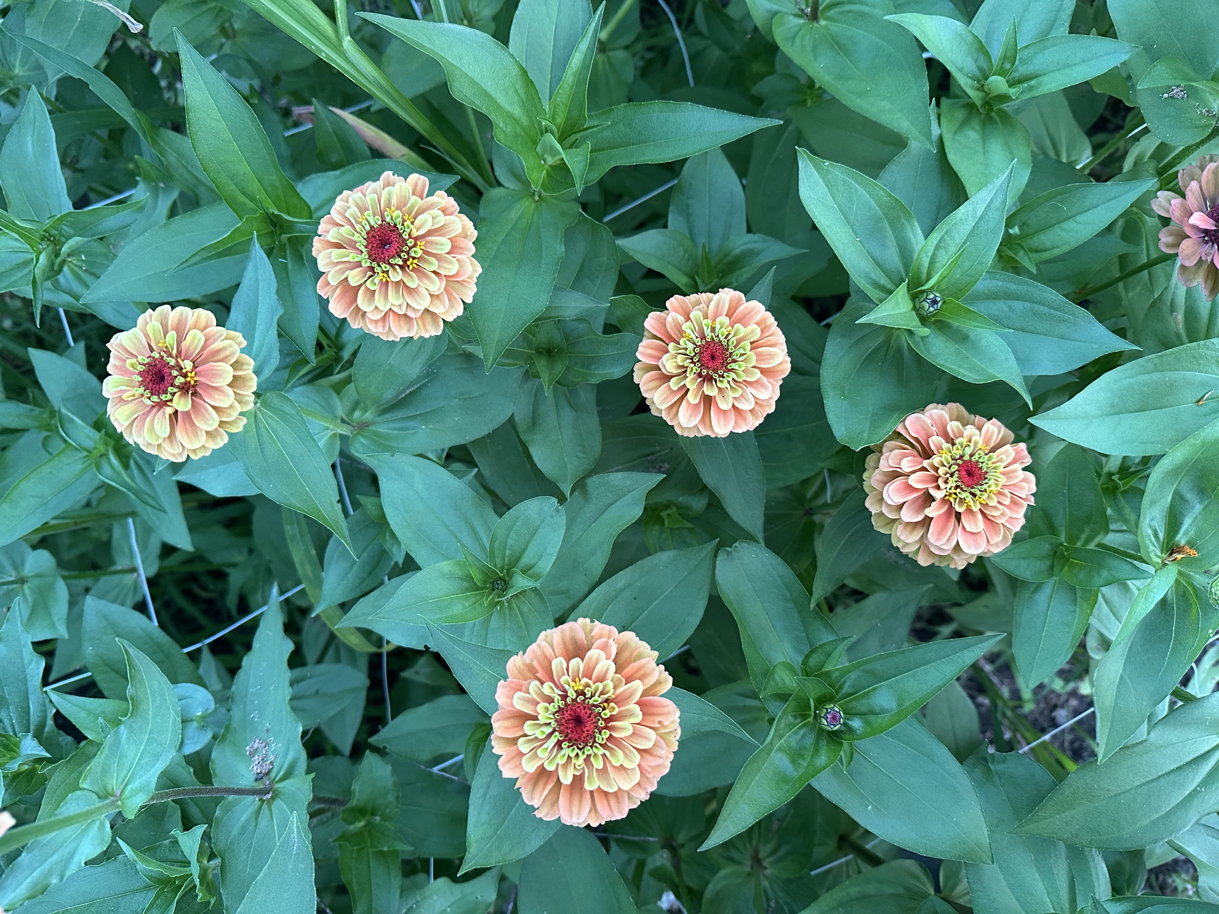 ZINNIA elegans Queeny Lime Orange