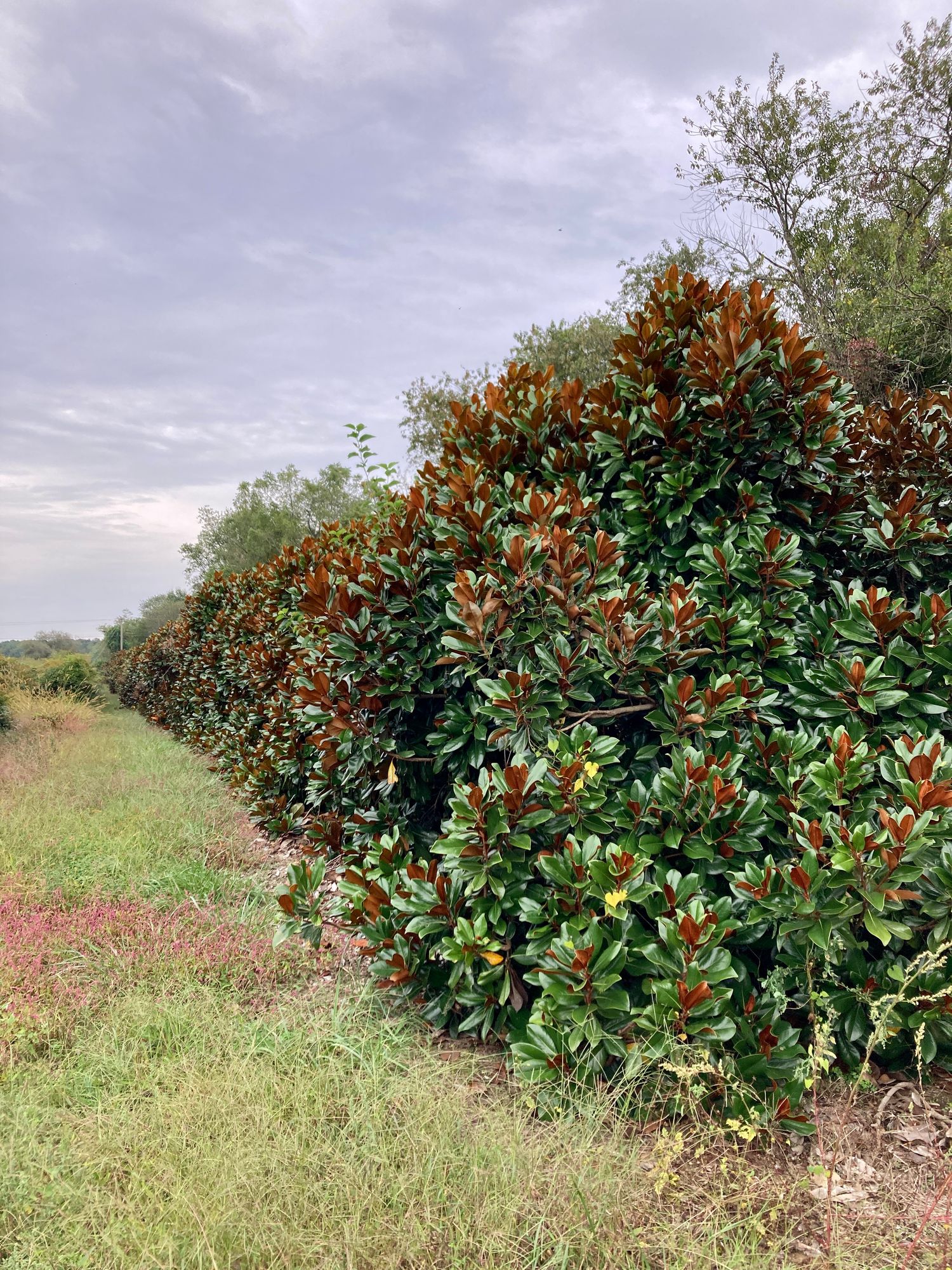 MAGNOLIA grandiflora Little Gem