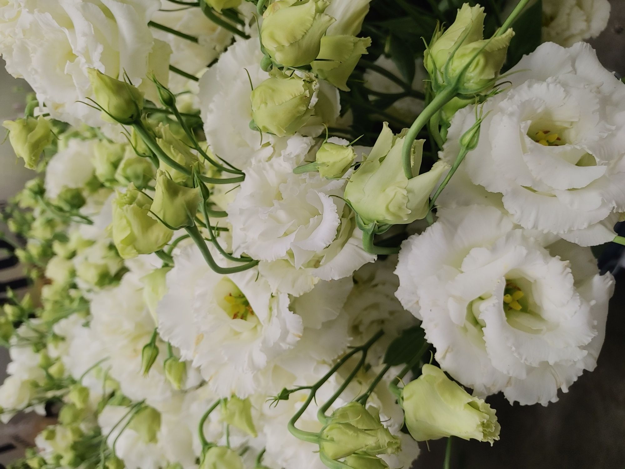 EUSTOMA grandiflorum Voyage