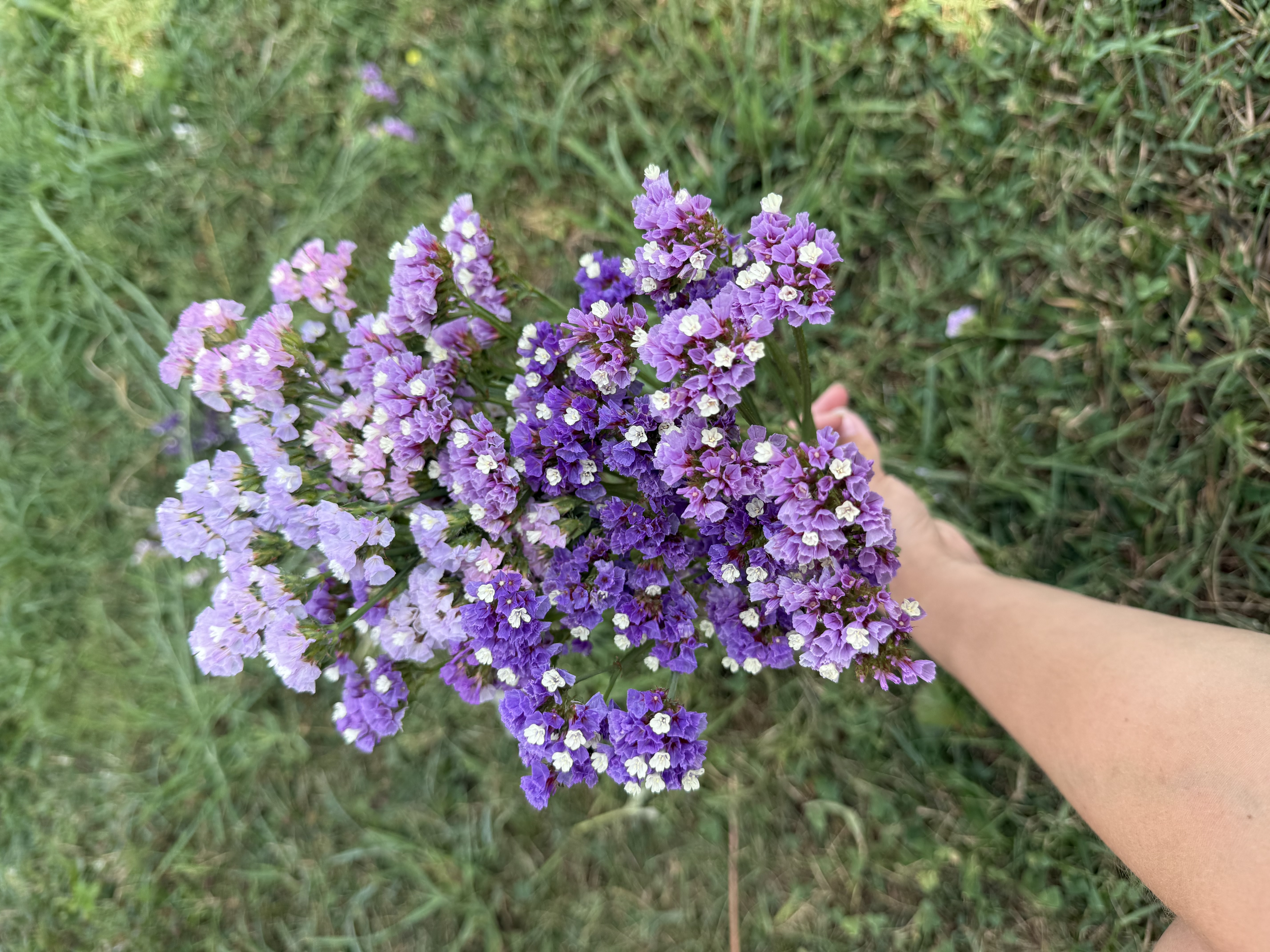 LIMONIUM sinuatum Cotton Candy