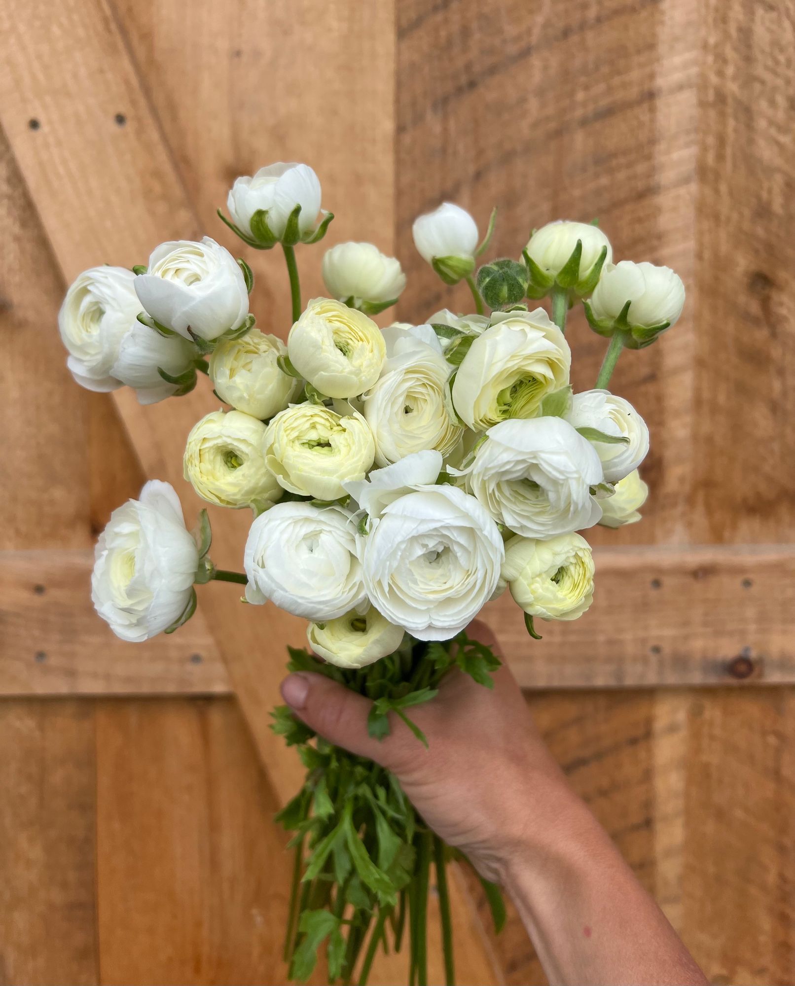 RANUNCULUS Amandine White