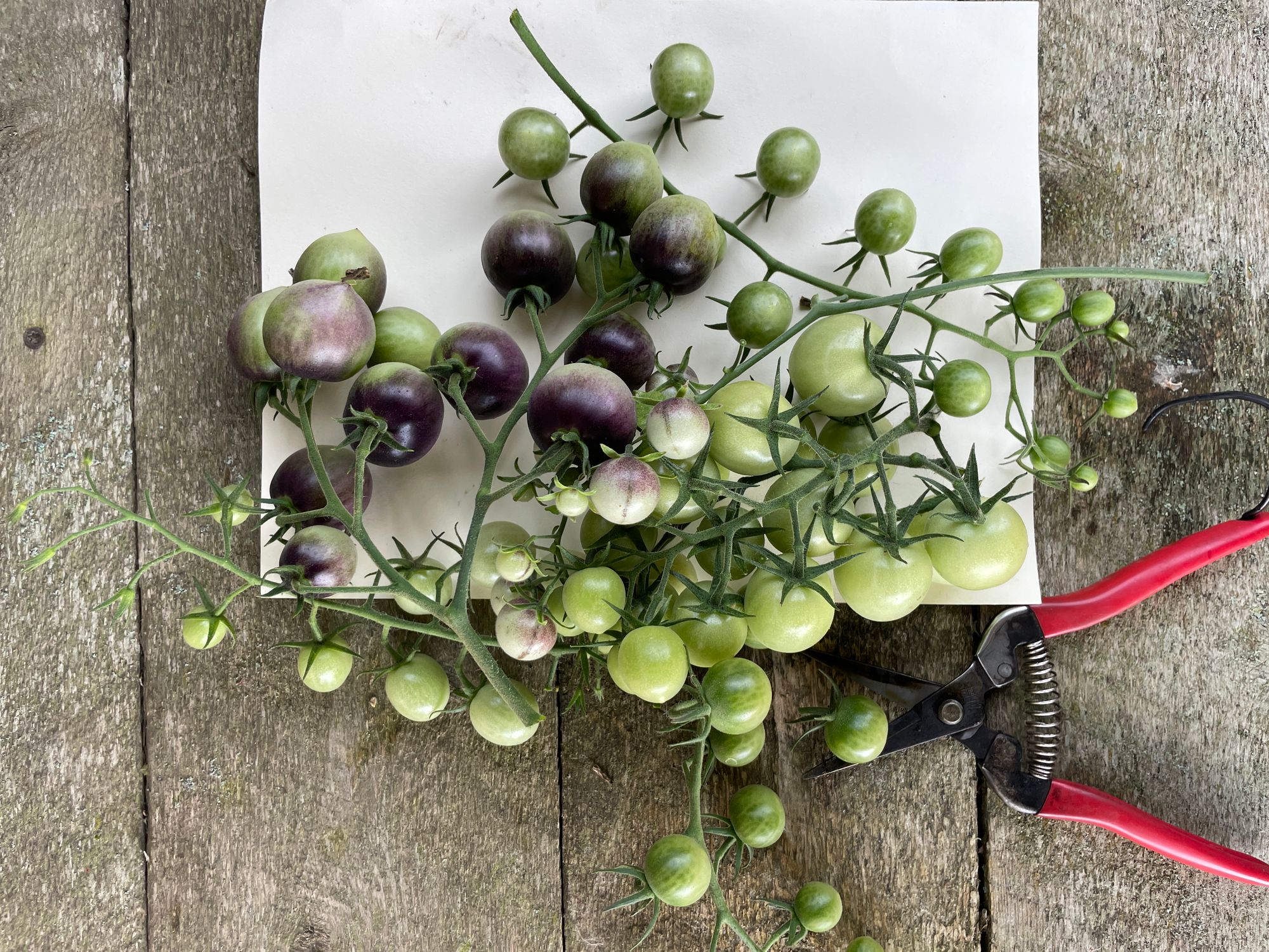 SOLANUM lycopersicum