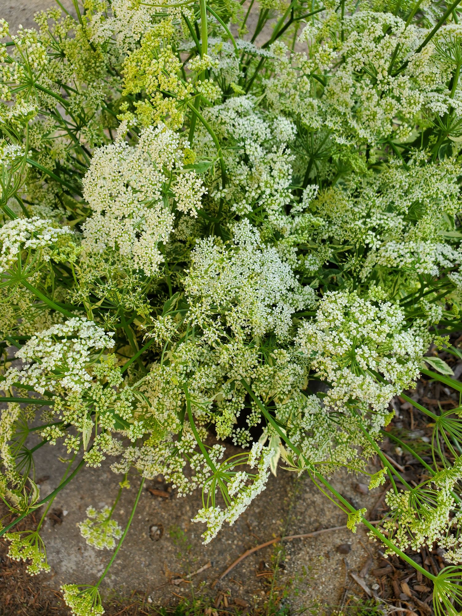 AEGOPODIUM podagraria