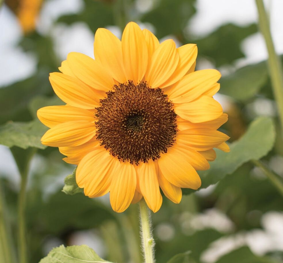 HELIANTHUS annuus Vincent's Choice