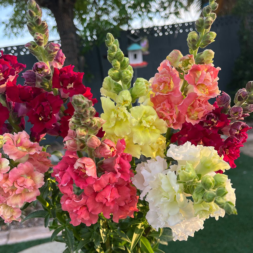 ANTIRRHINUM majus Madame Butterfly