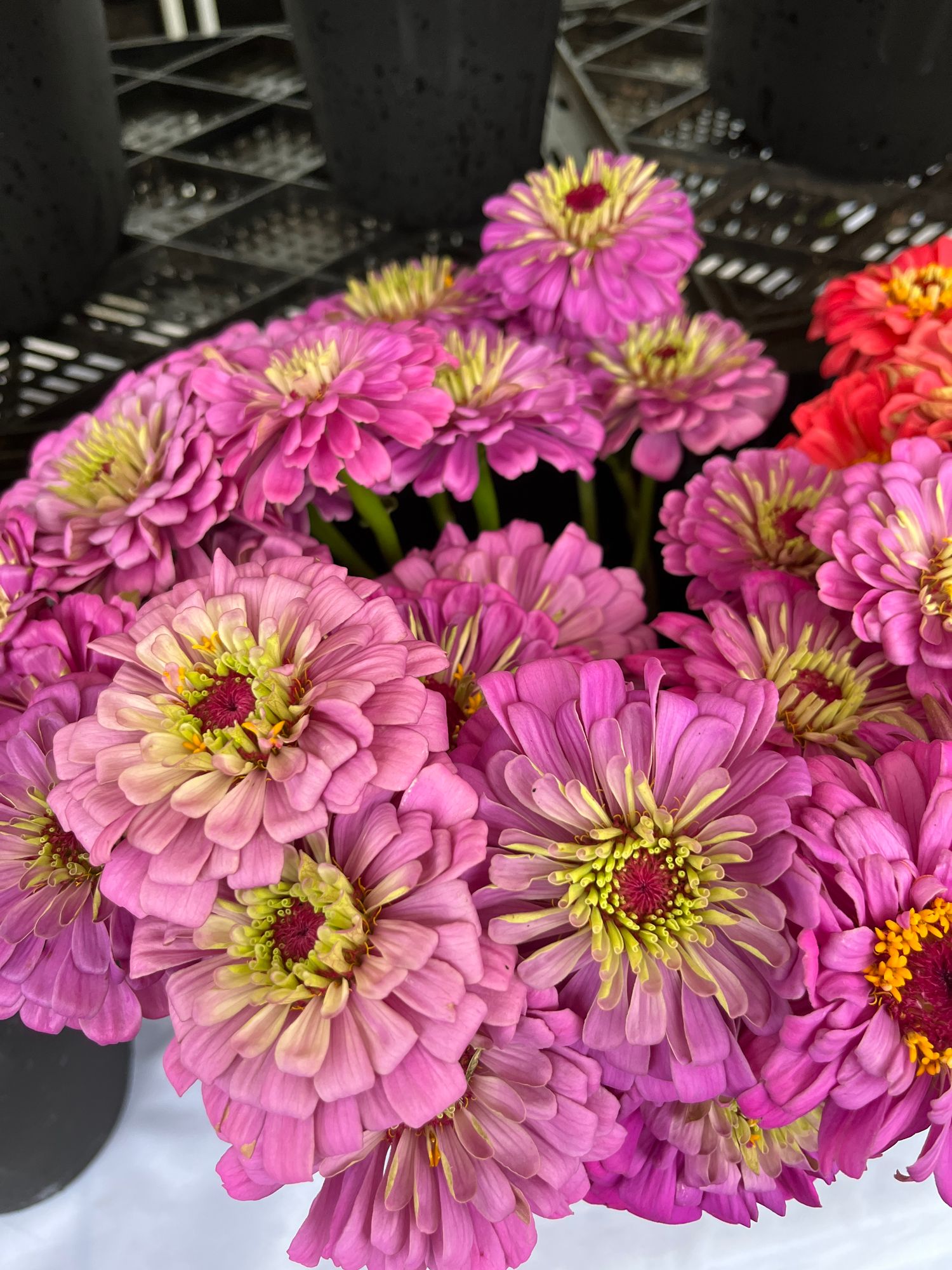ZINNIA elegans Benarys Giant Lilac