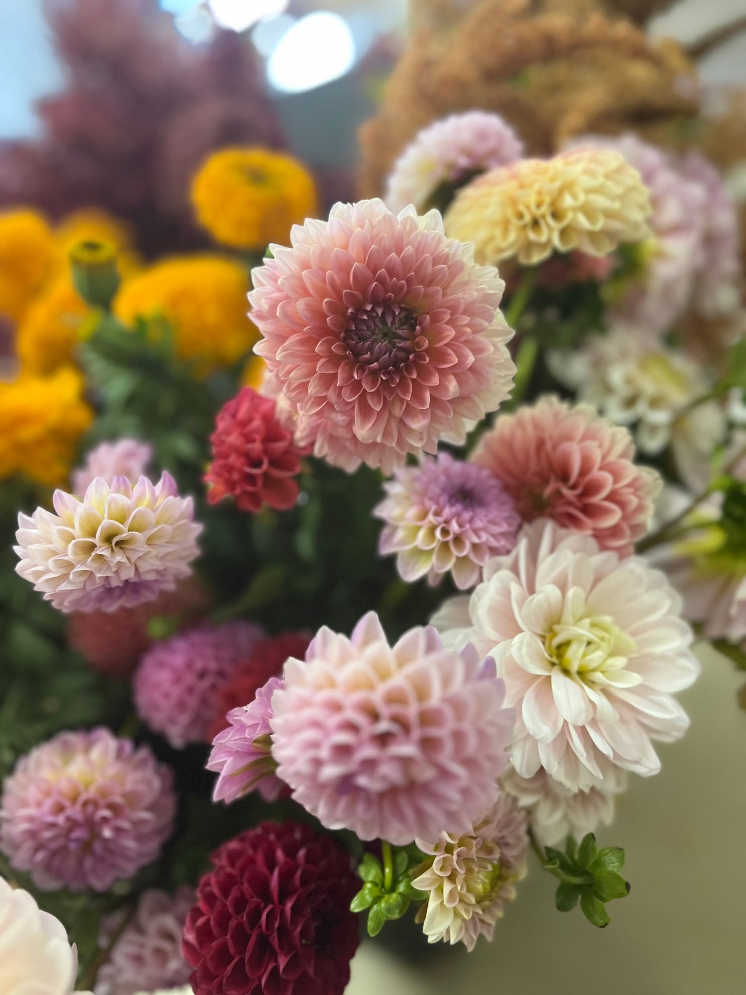 Mixed Dahlia Bucket - 100 stems