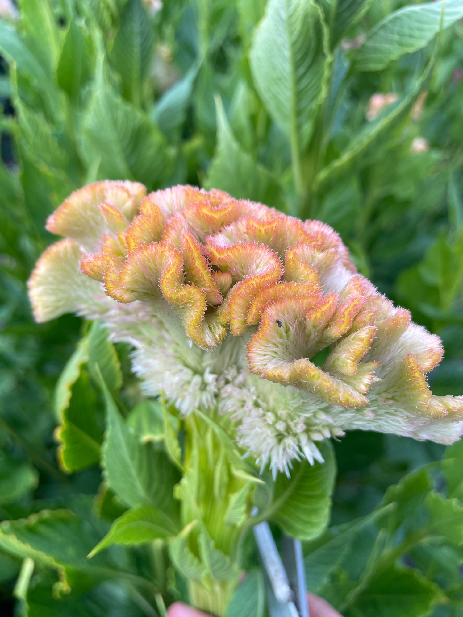 CELOSIA argentea