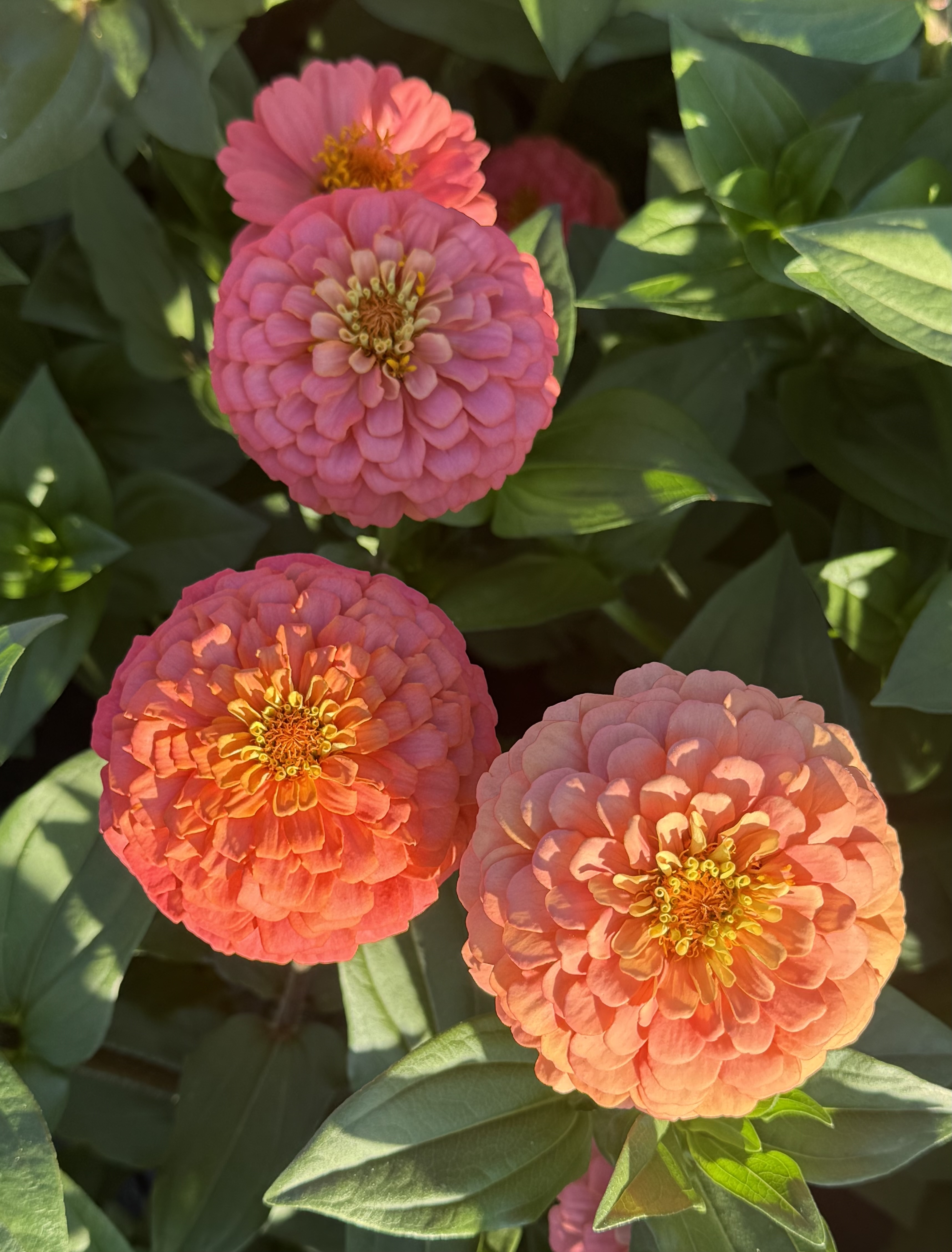 ZINNIA elegans Oklahoma Salmon