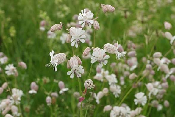 SILENE vulgaris