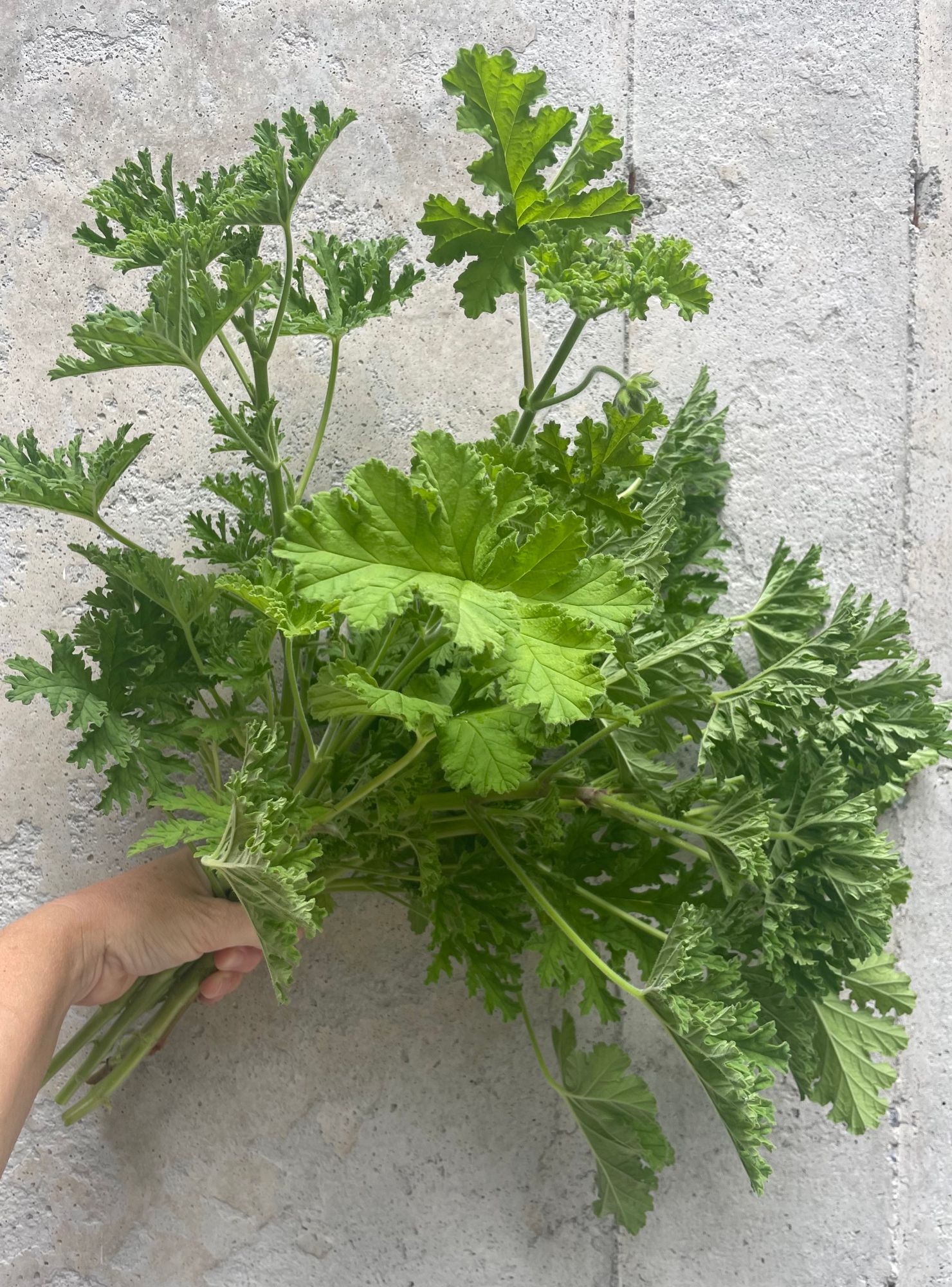 PELARGONIUM capitatum