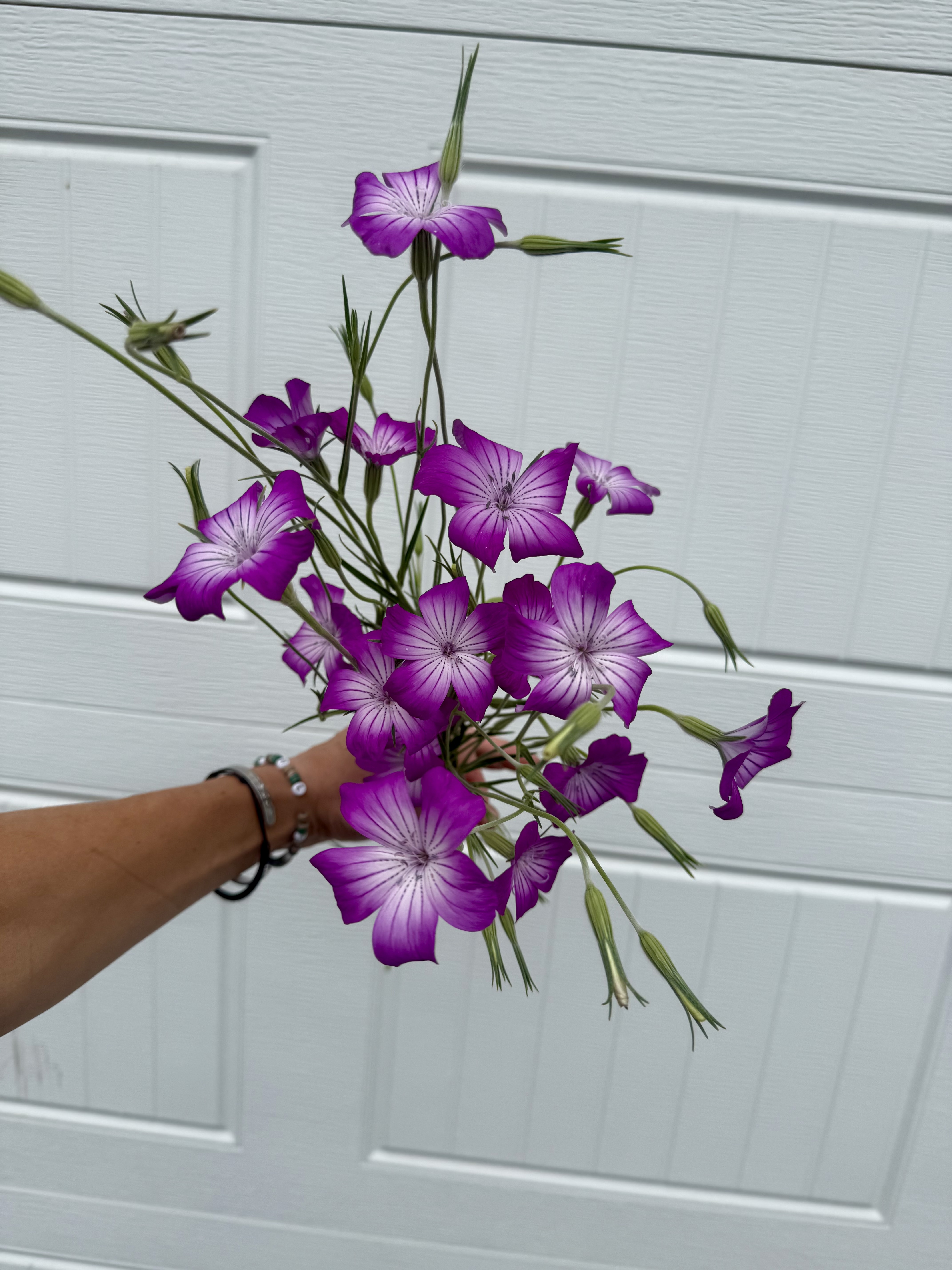 AGROSTEMMA githago Purple Queen