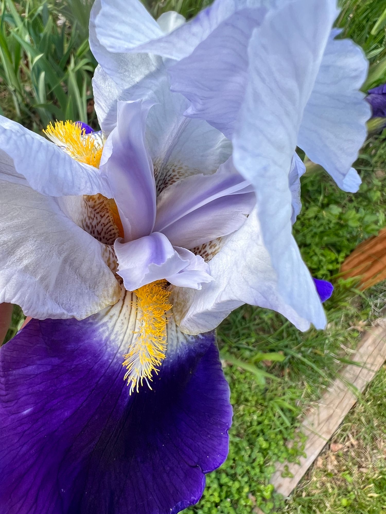 IRIS germanica