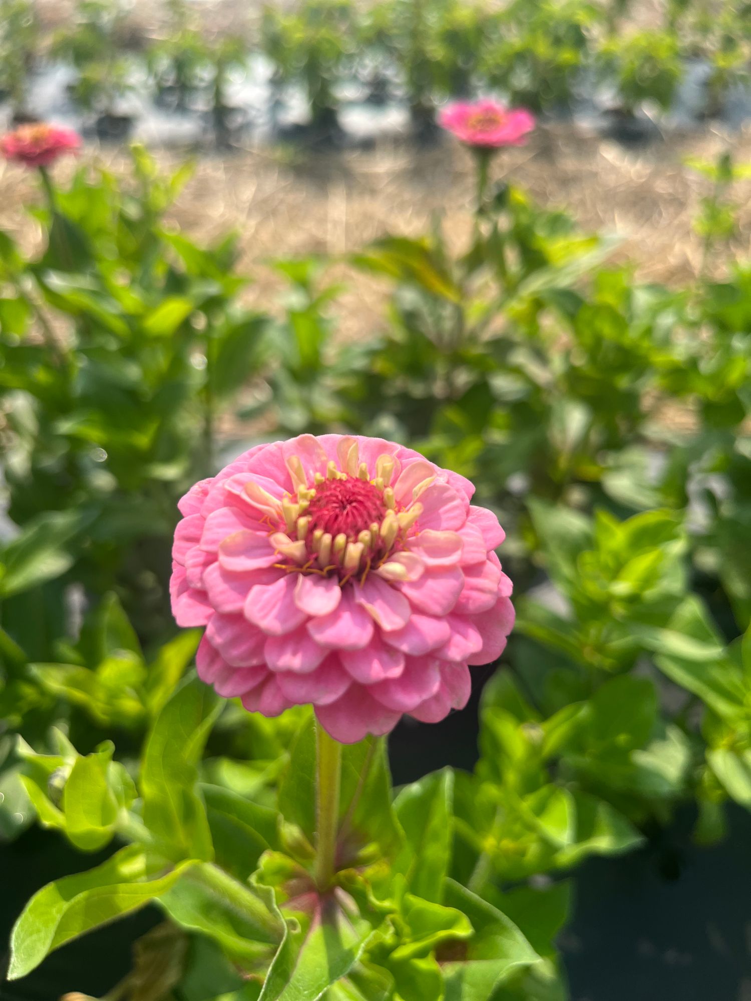 ZINNIA elegans Oklahoma Series