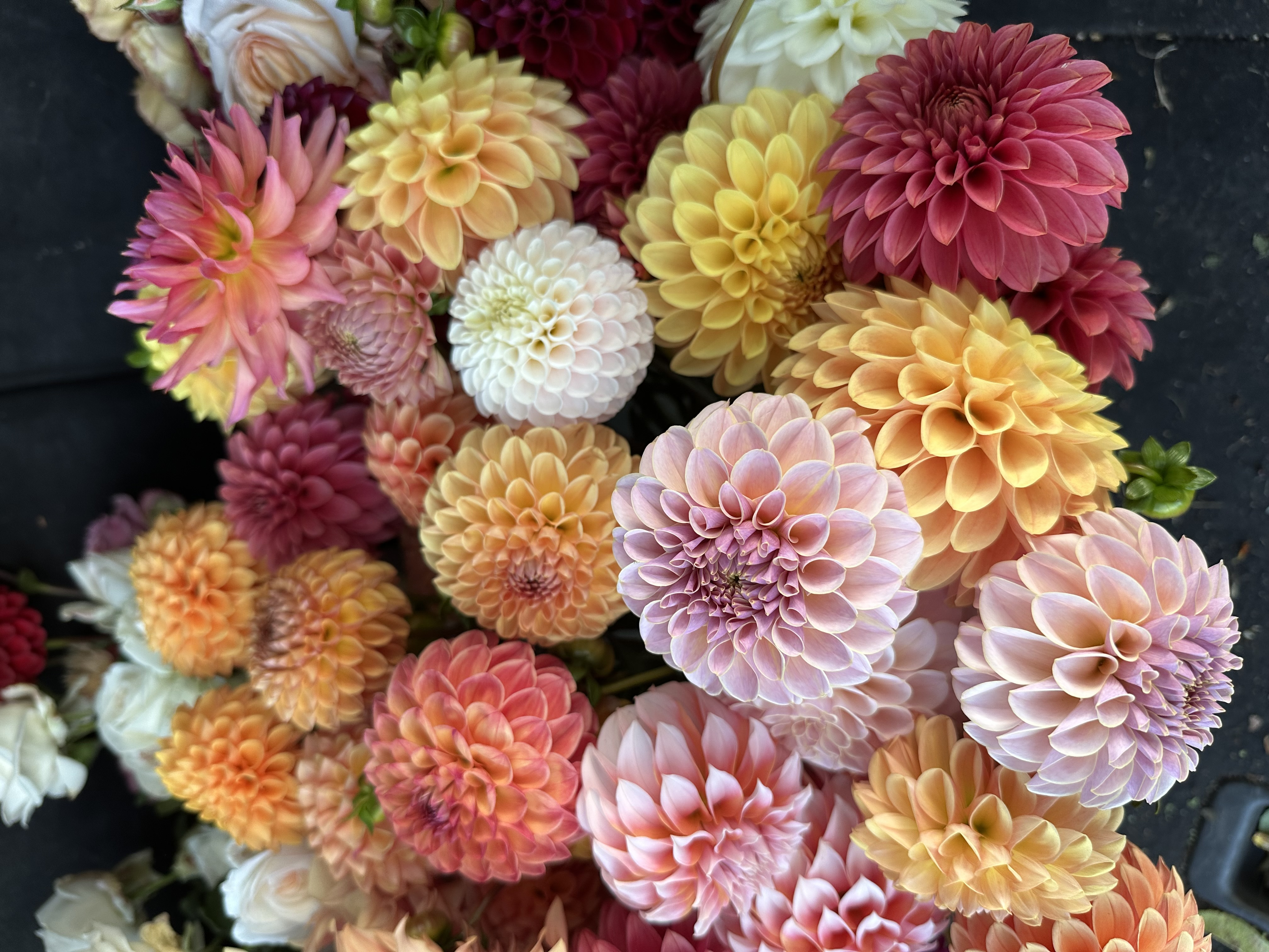 DAHLIA