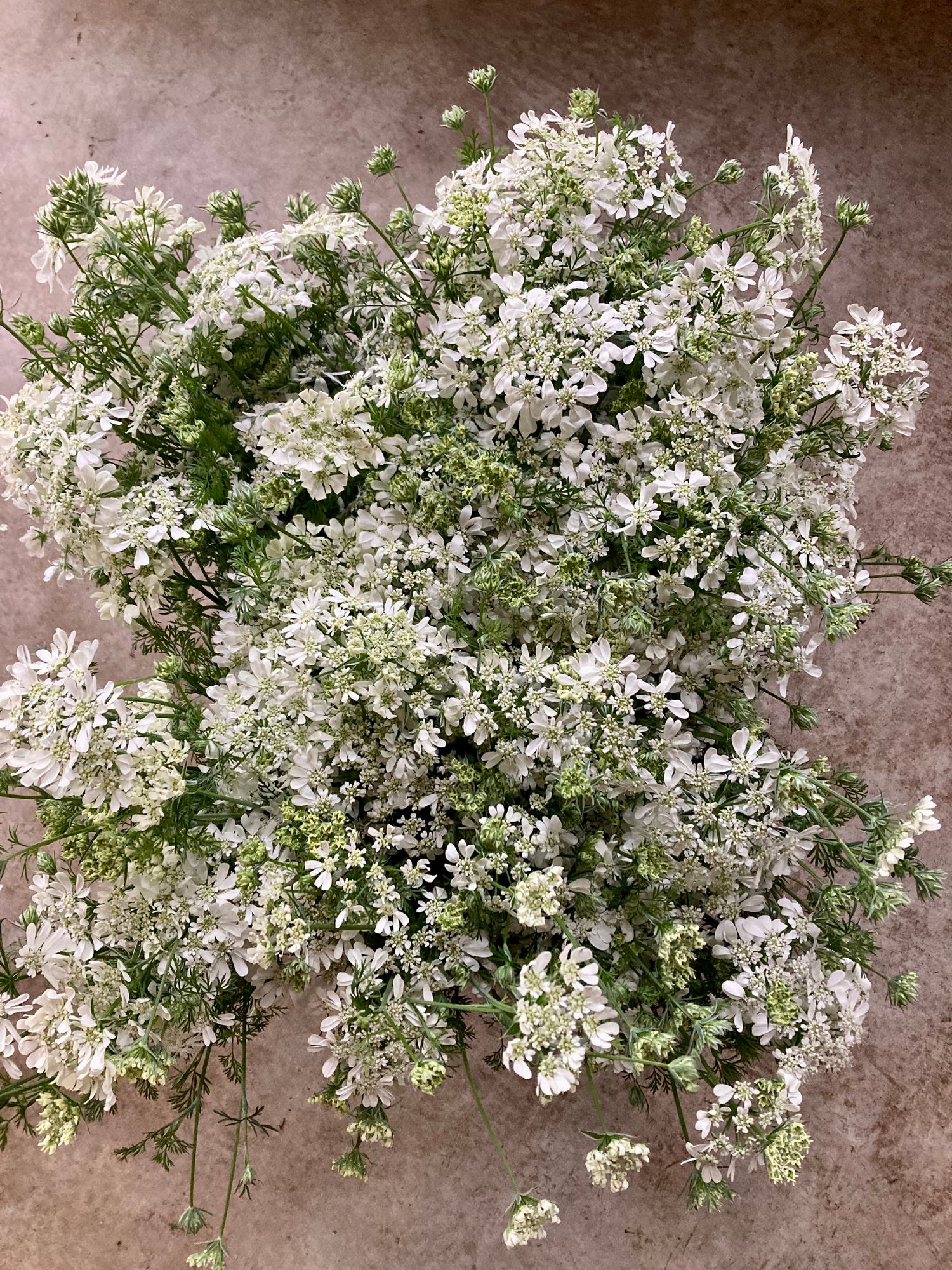 ORLAYA grandiflora