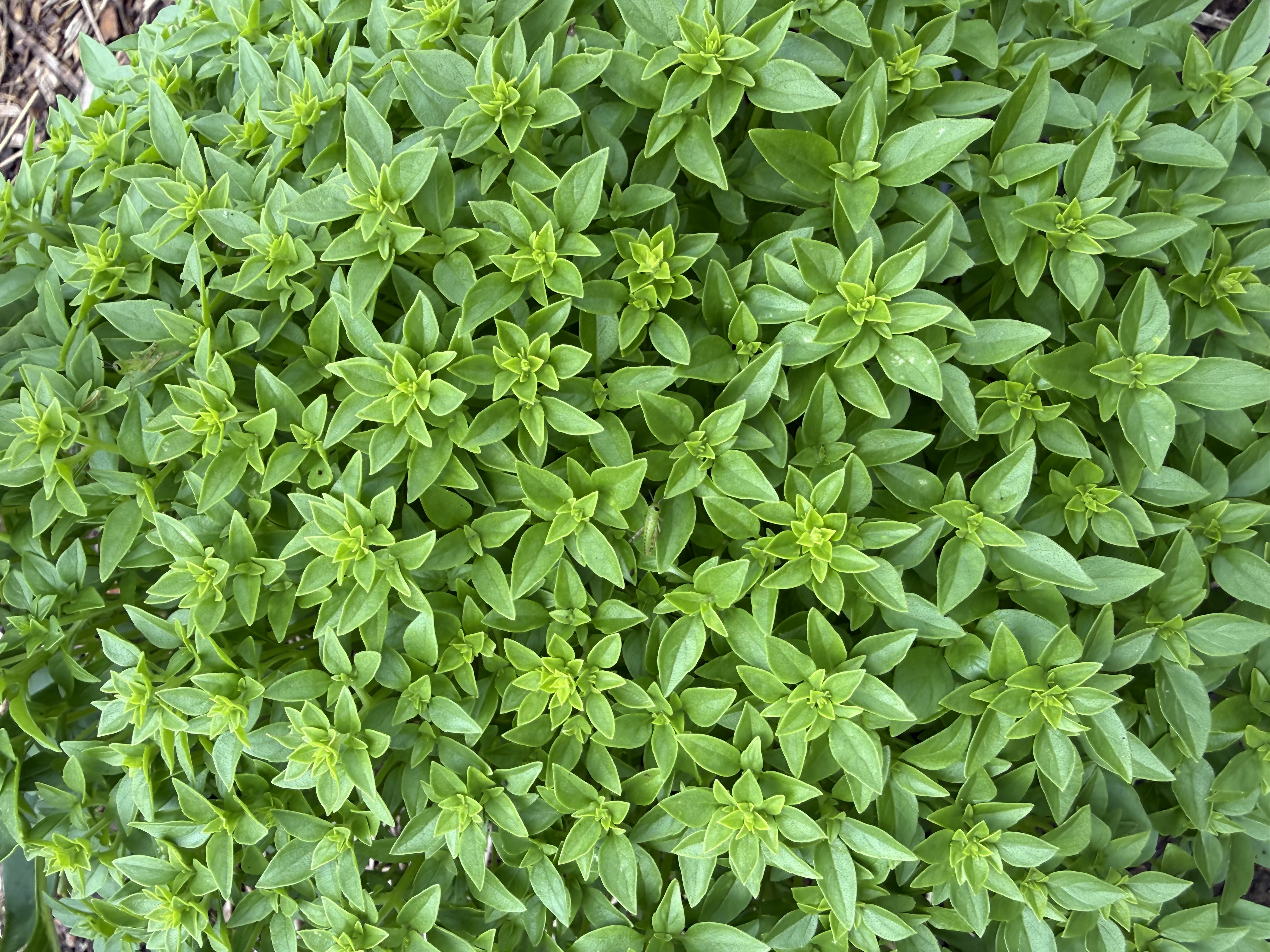 Fine Leaf Basil