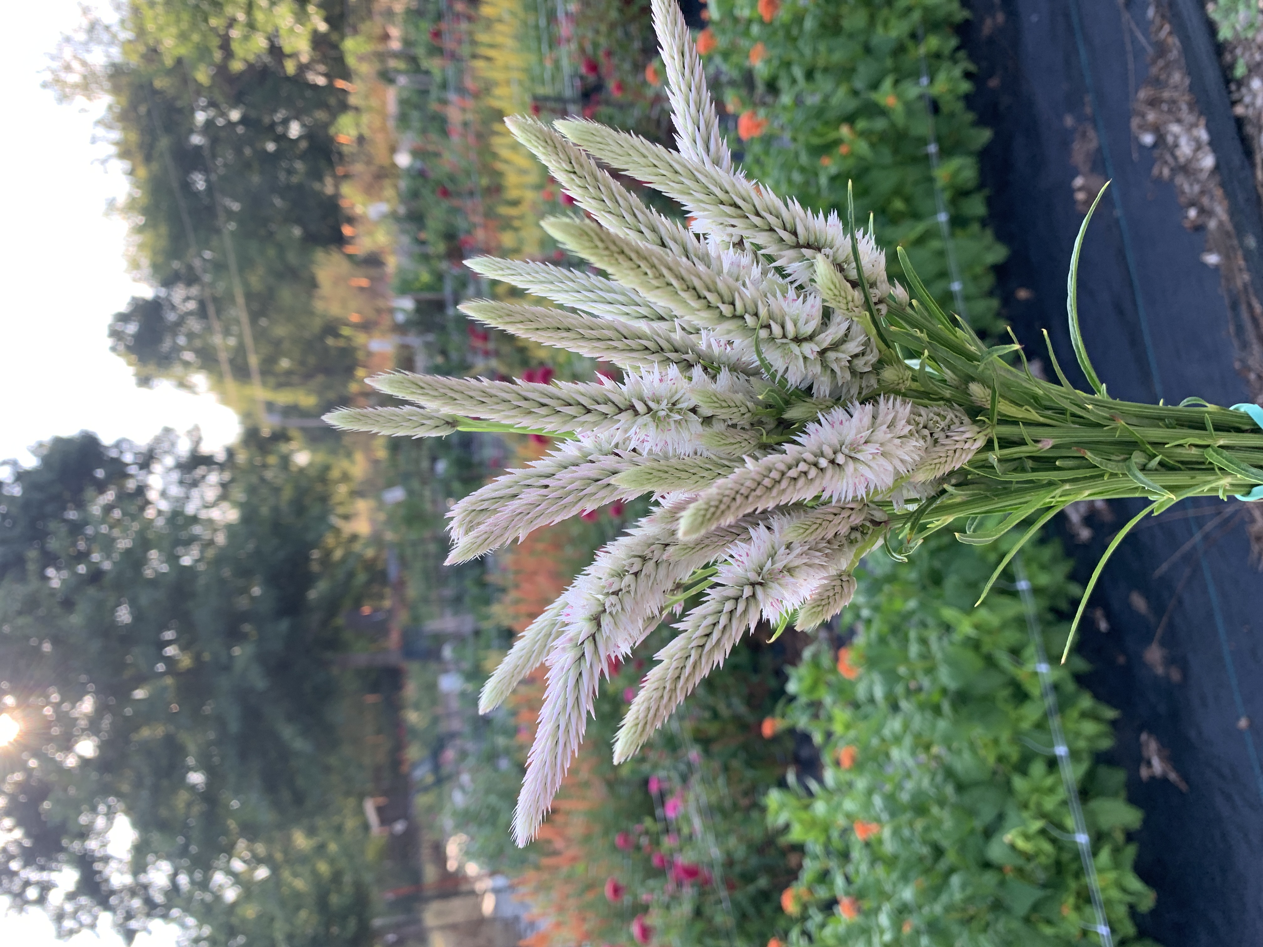 CELOSIA argentea spicata Flamingo Feather