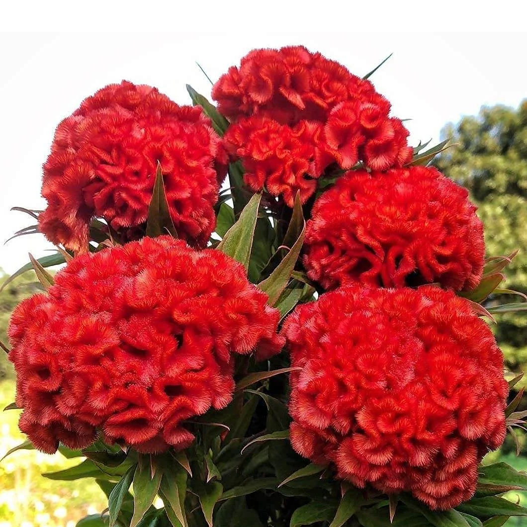 CELOSIA argentea var. cristata Chief Persimmon