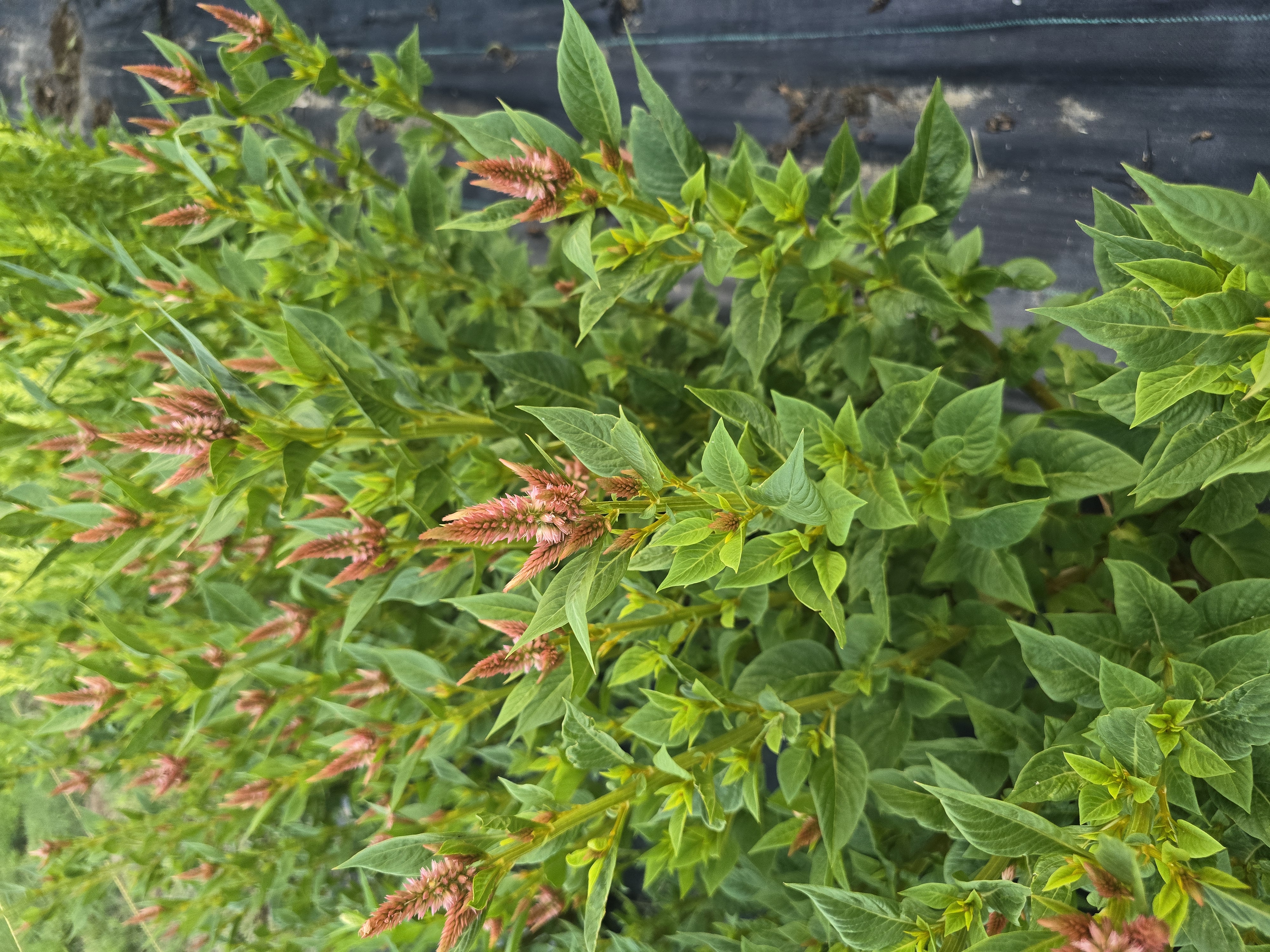 CELOSIA argentea spicata Celway Terracotta