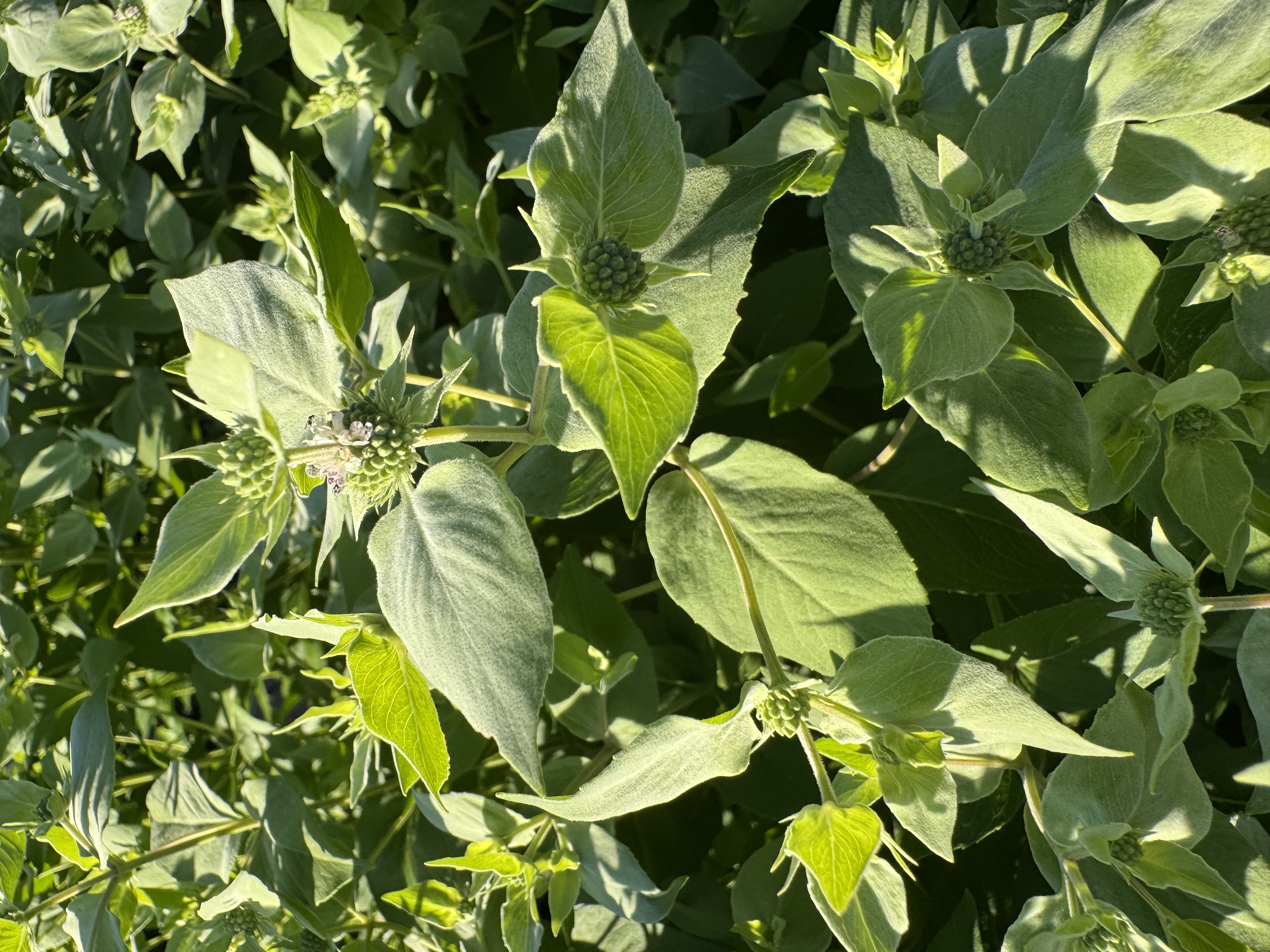 PYCNANTHEMUM pilosum