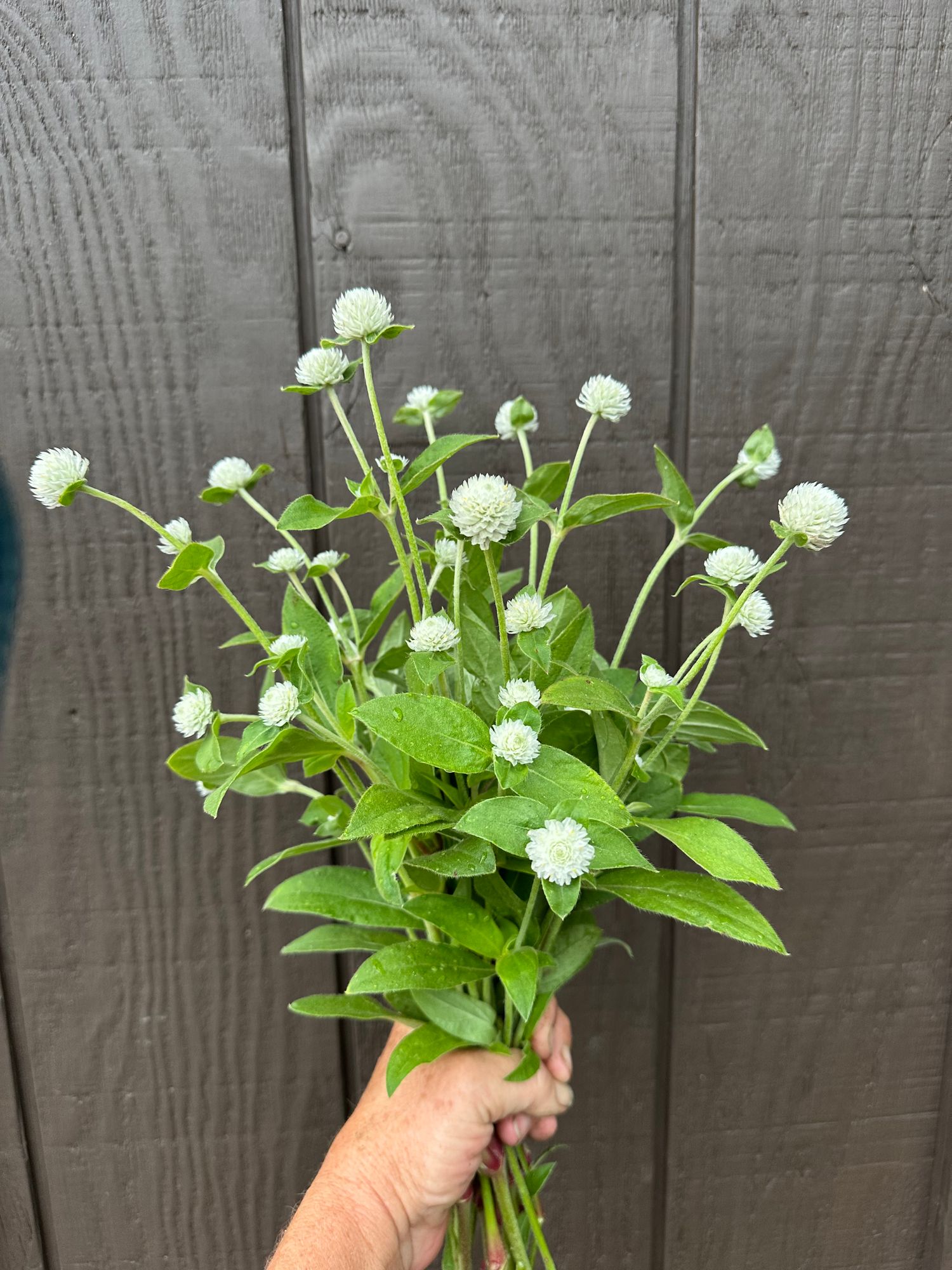 GOMPHRENA globosa