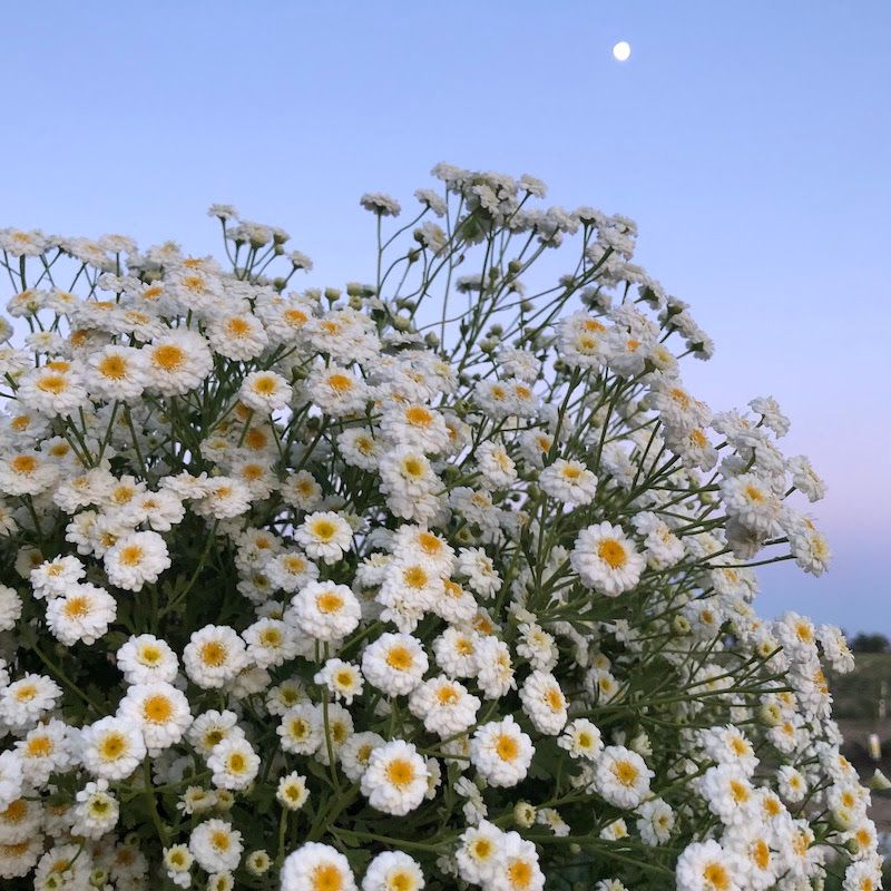 TANACETUM parthenium Tetra