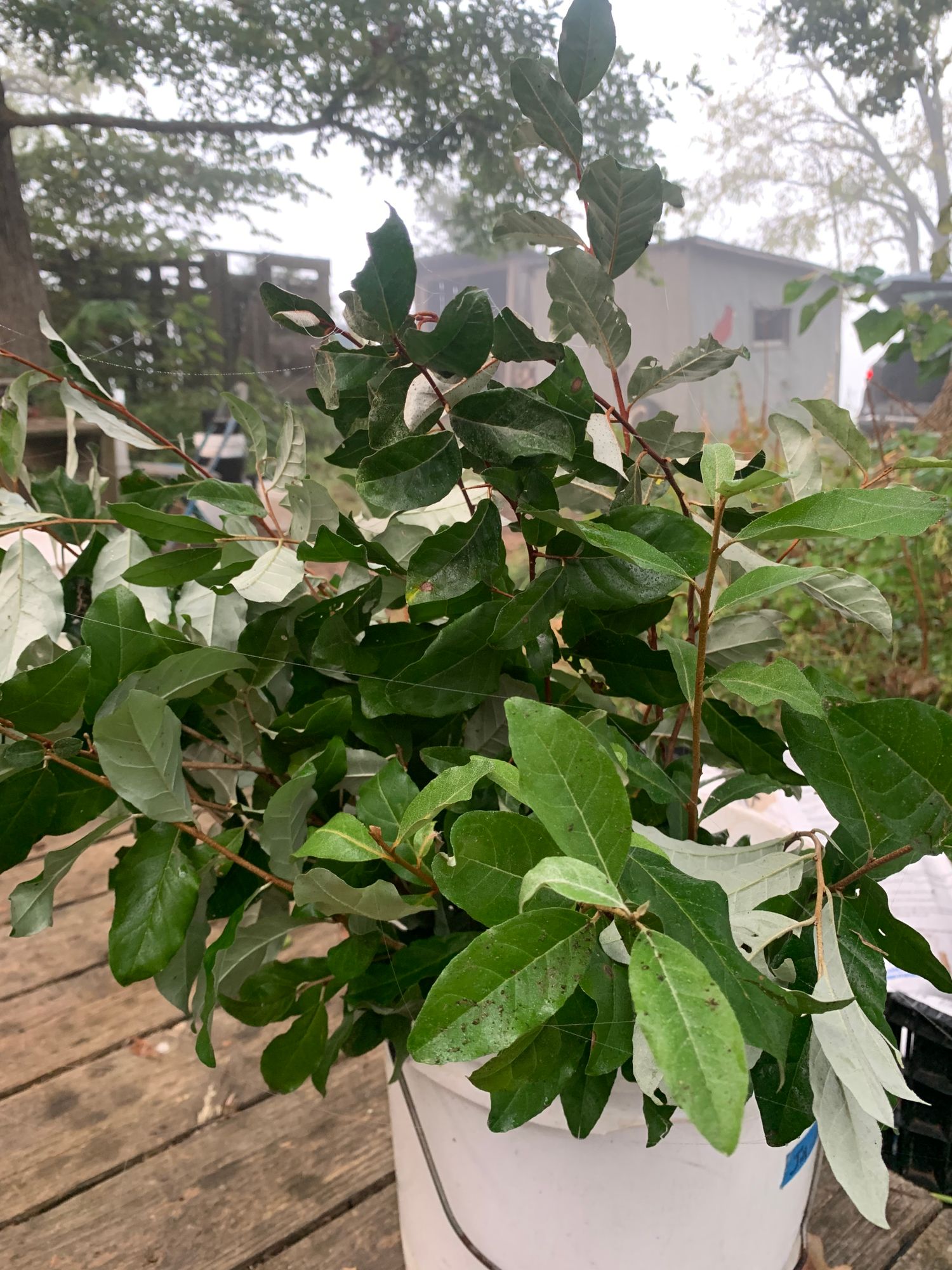 ELAEAGNUS angustifolia