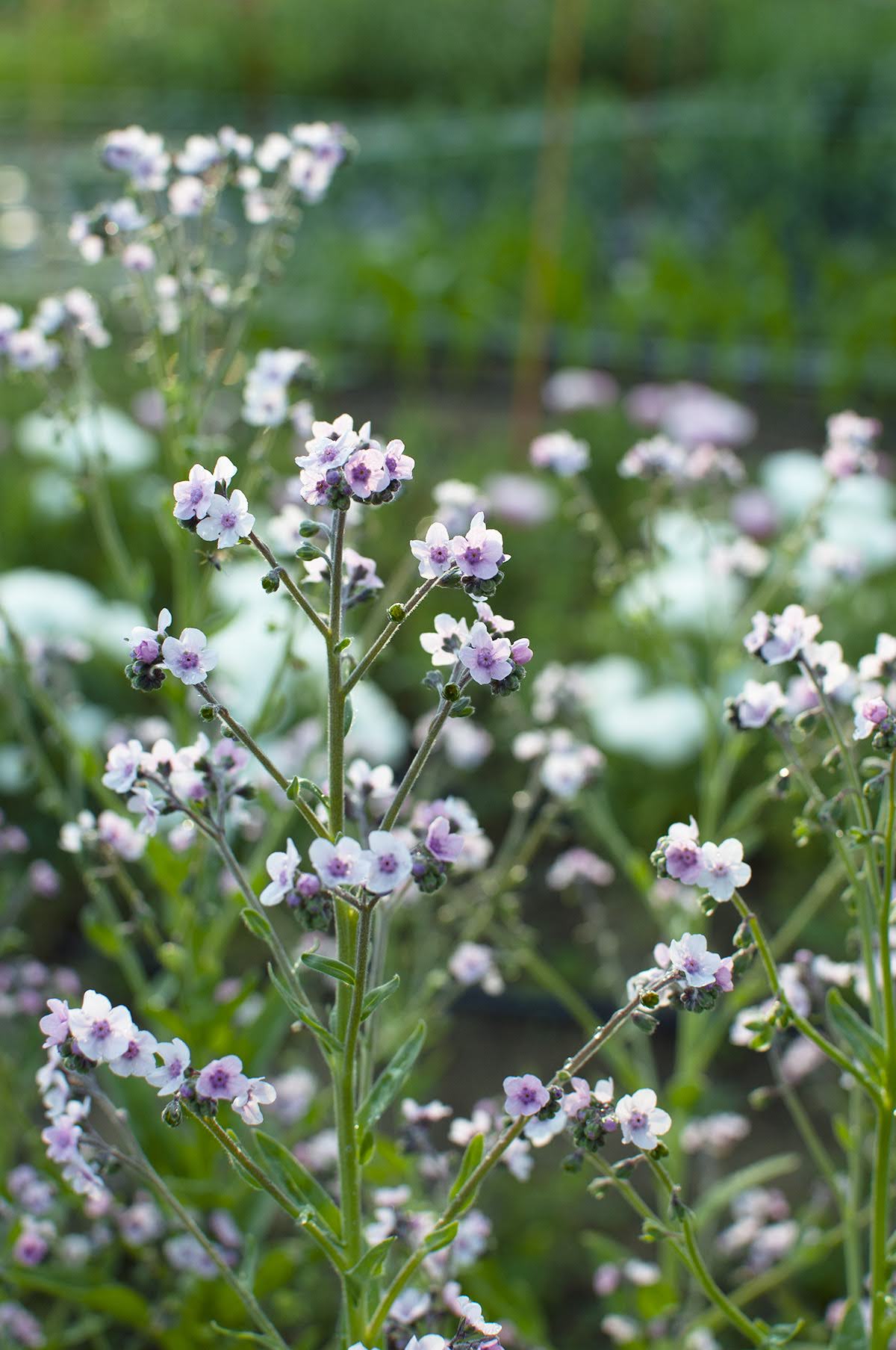 CYNOGLOSSUM amabile Mystery Rose