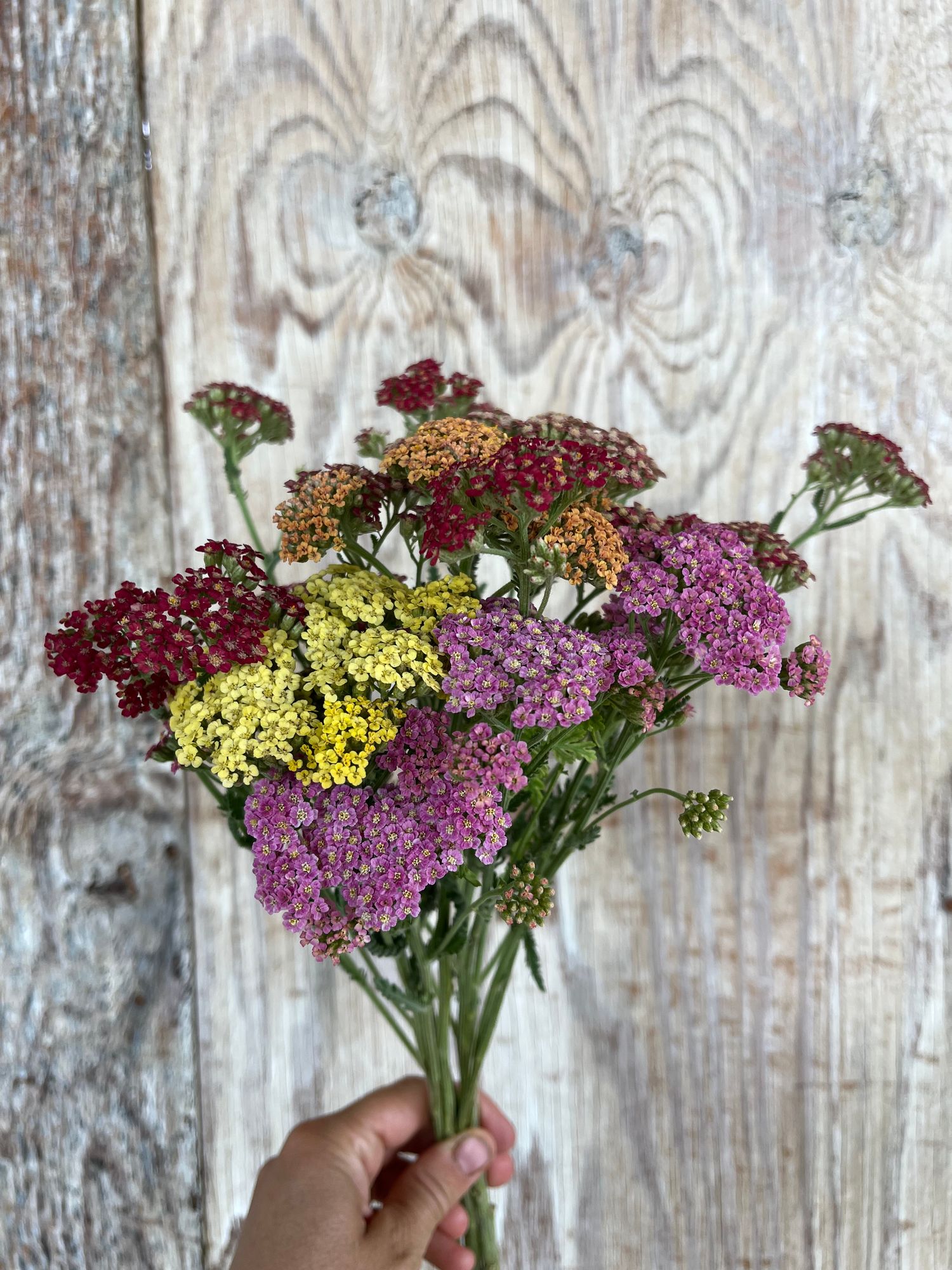 ACHILLEA millefolium Favorite Berries