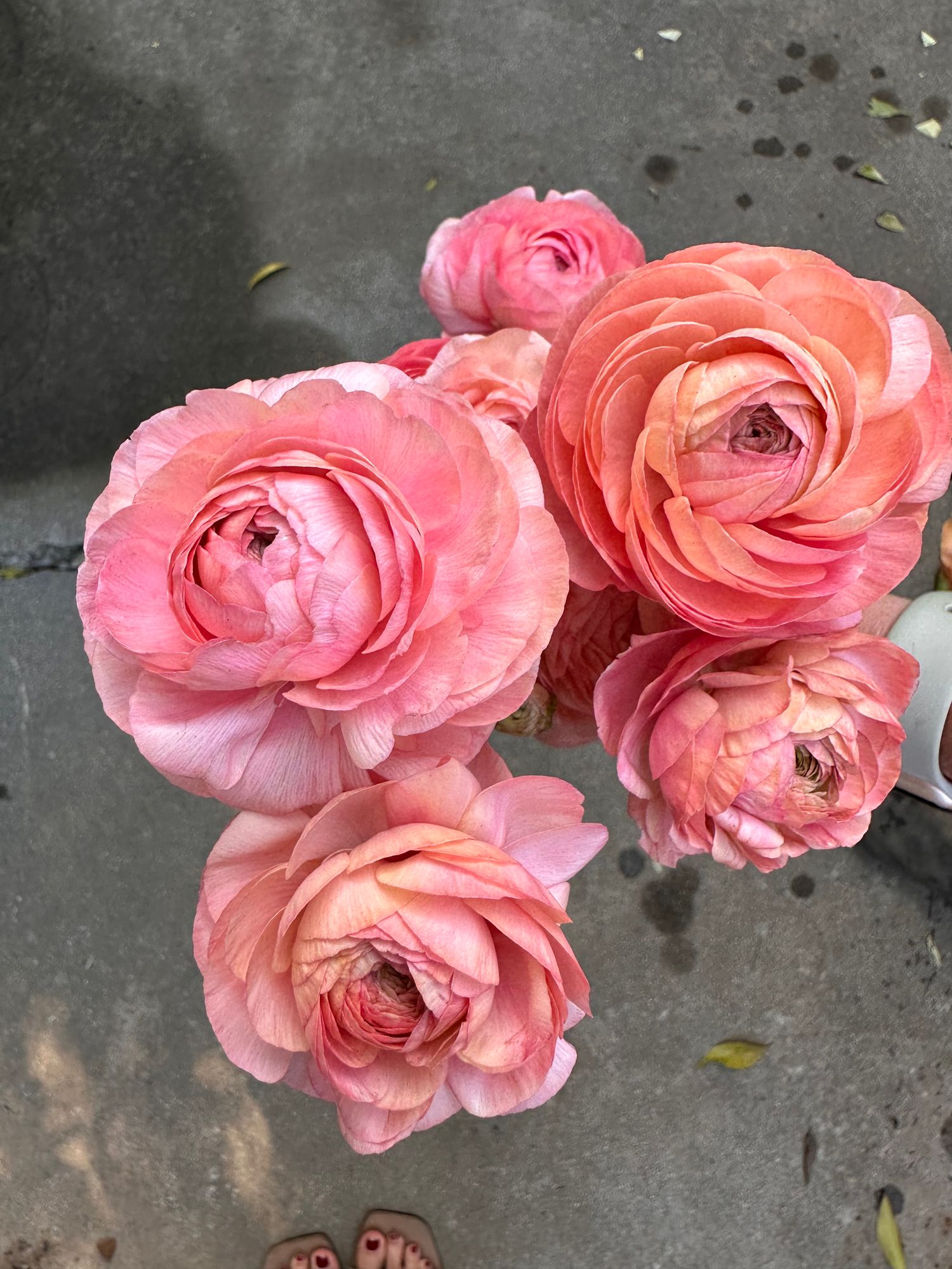 RANUNCULUS Cloni Nuance