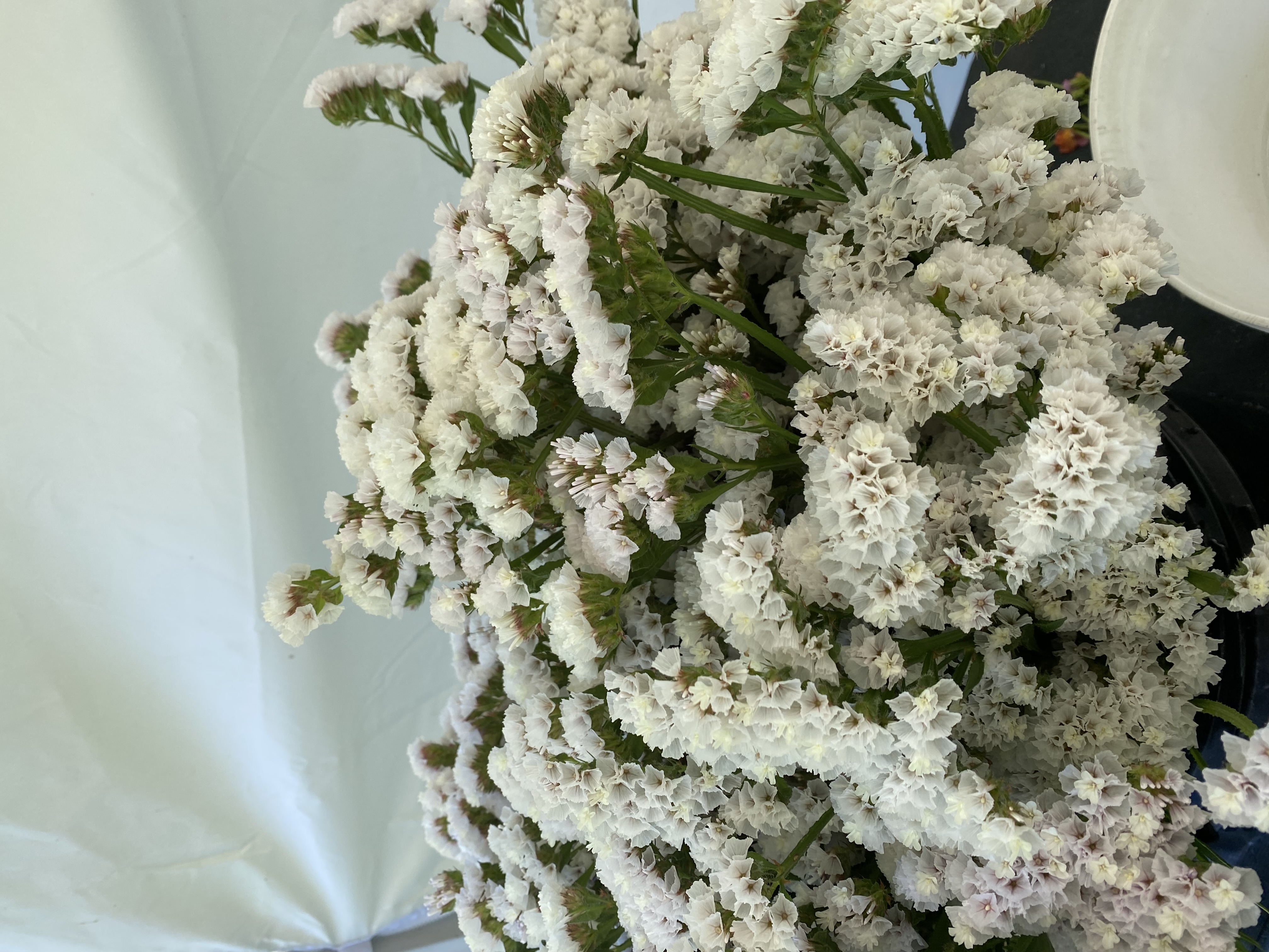 LIMONIUM sinuatum