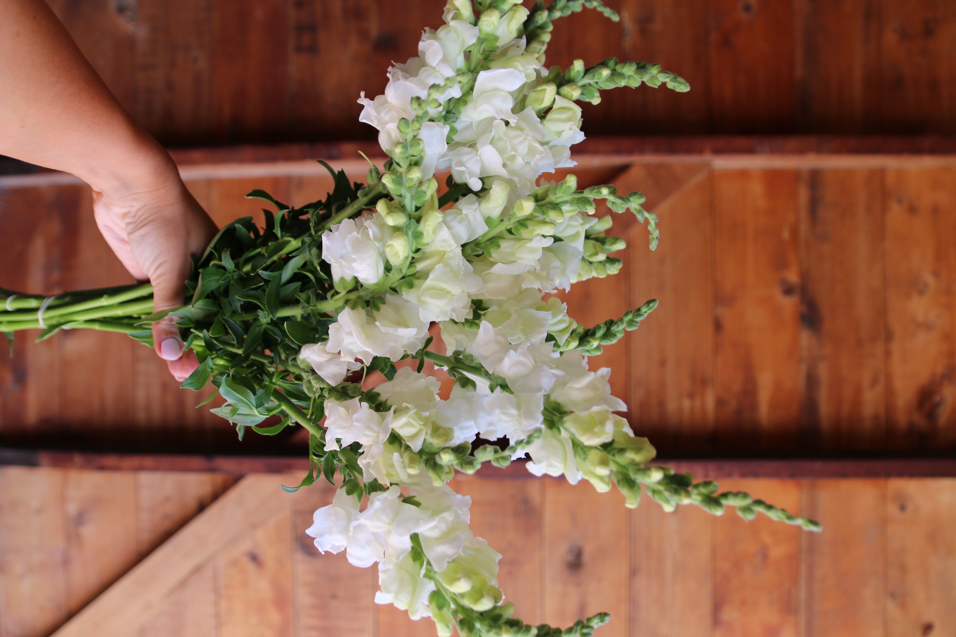 ANTIRRHINUM majus Legend White