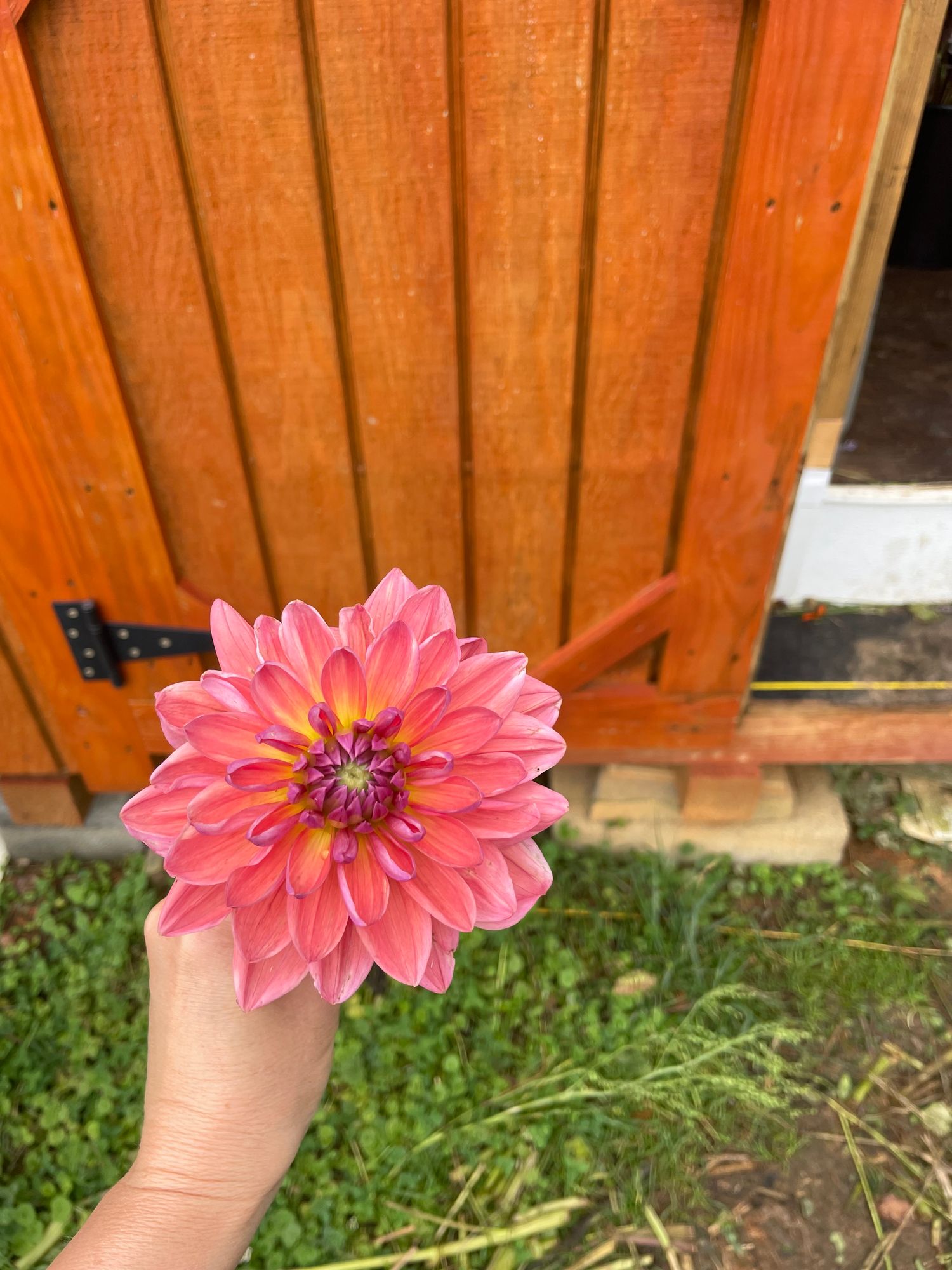 DAHLIA