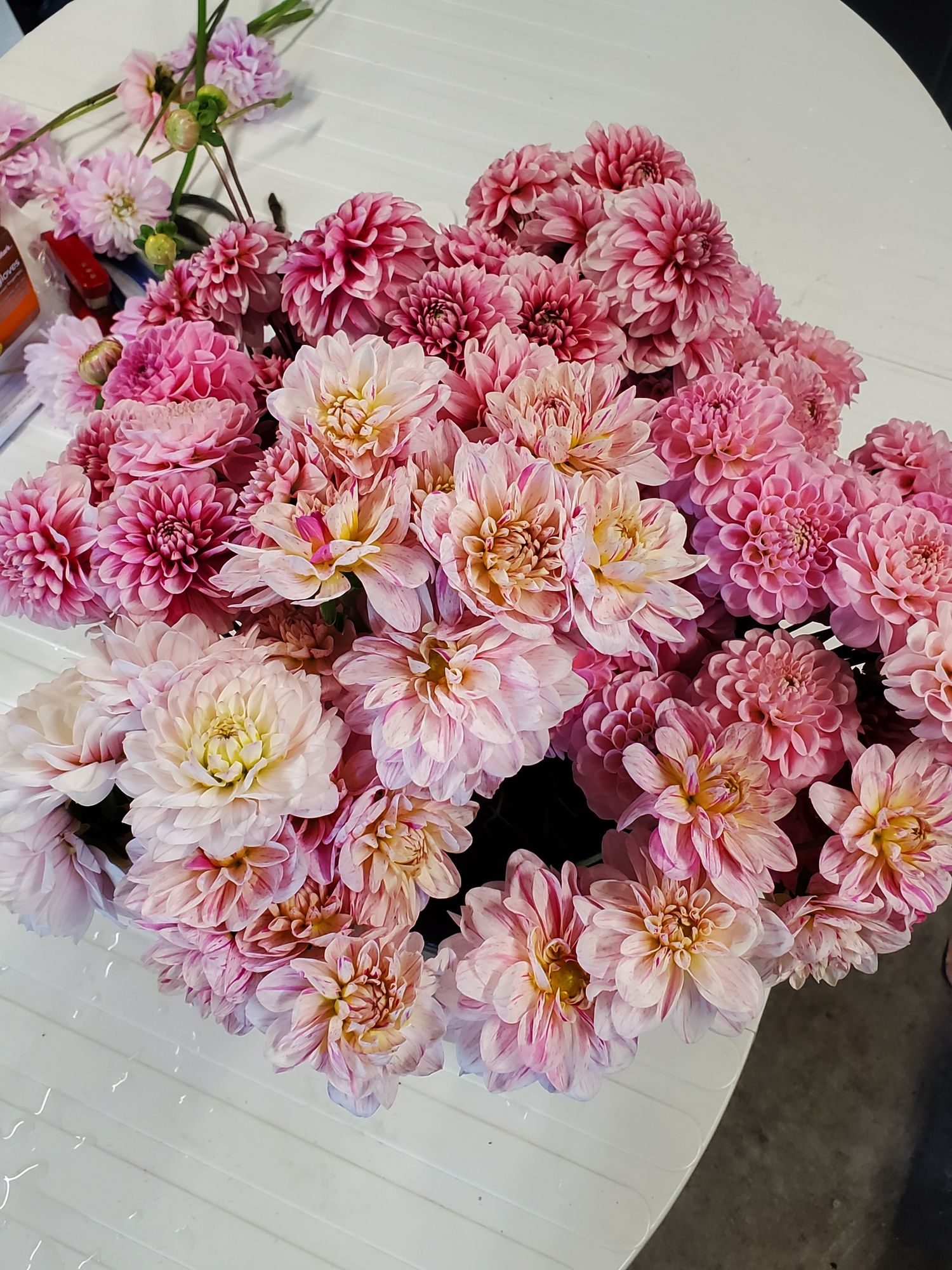 DAHLIA Decorative