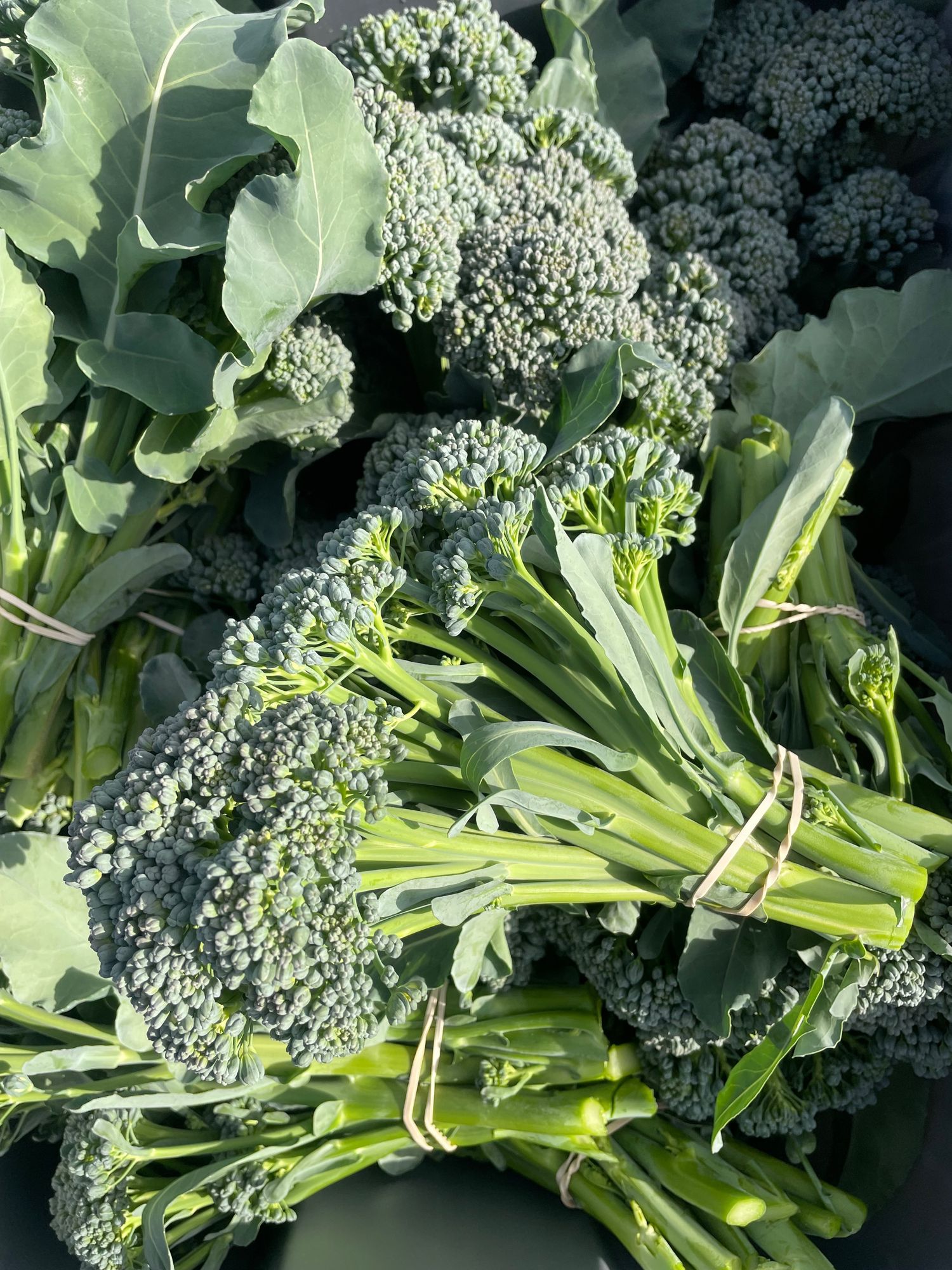 Broccolinni