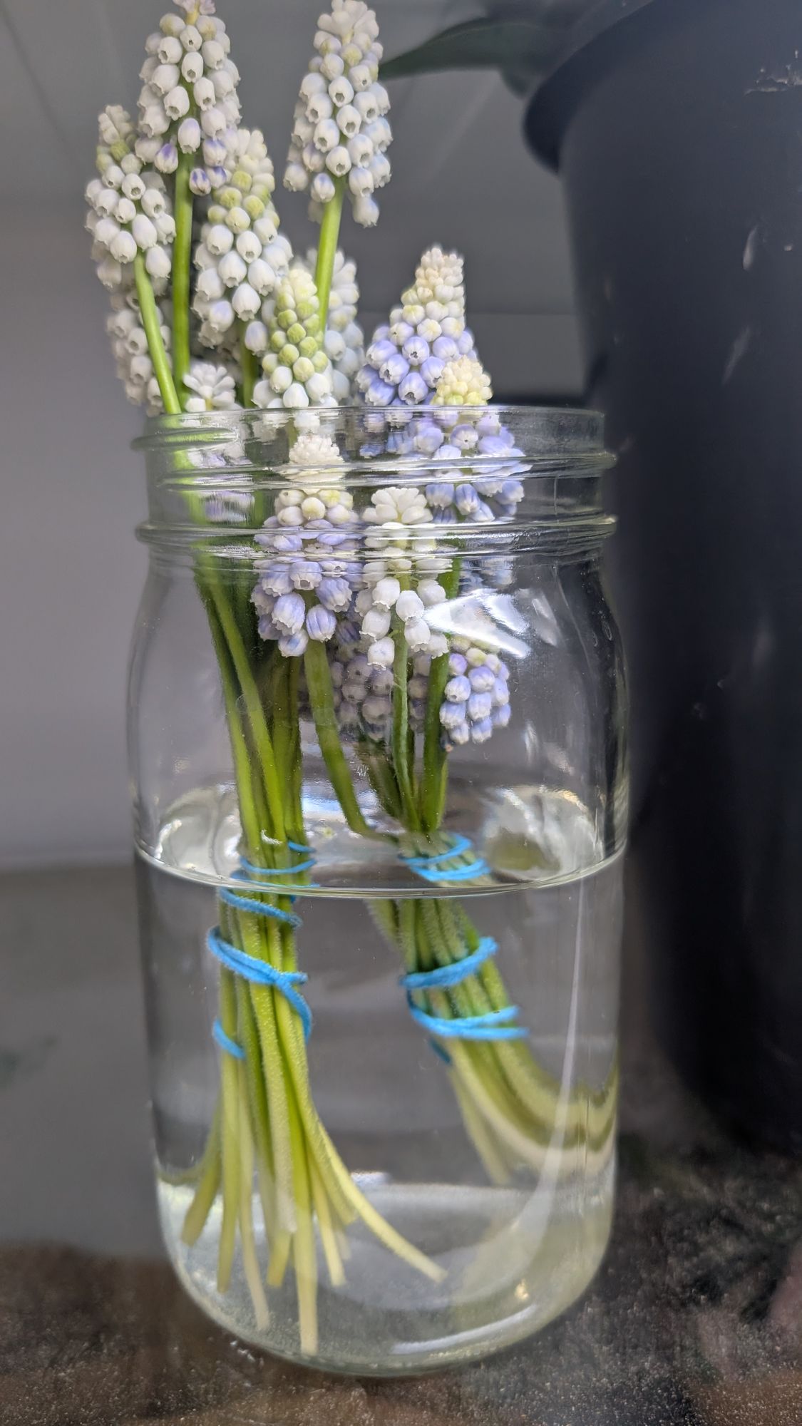 MUSCARI aucheri Ocean Magic
