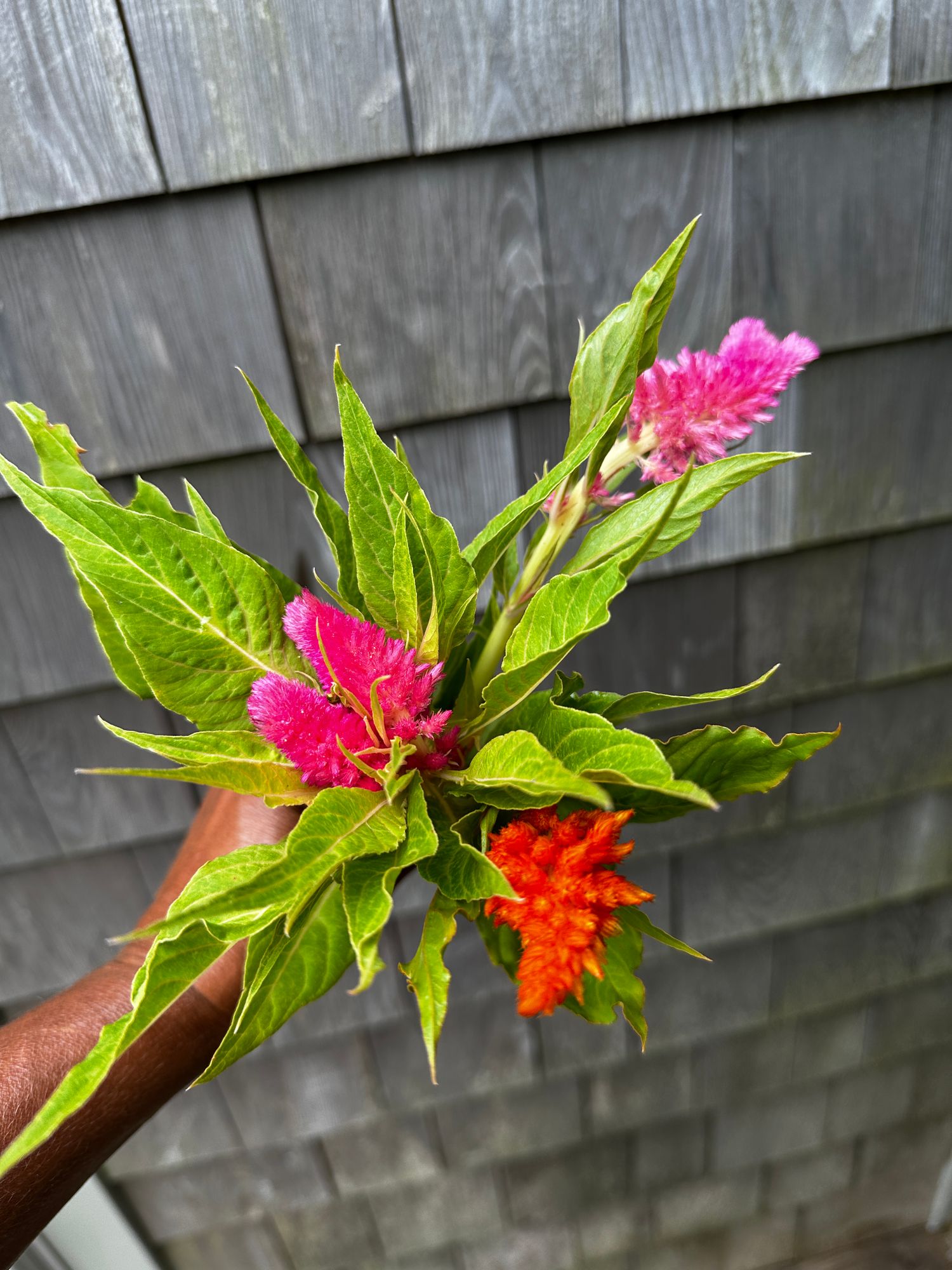 CELOSIA argentea