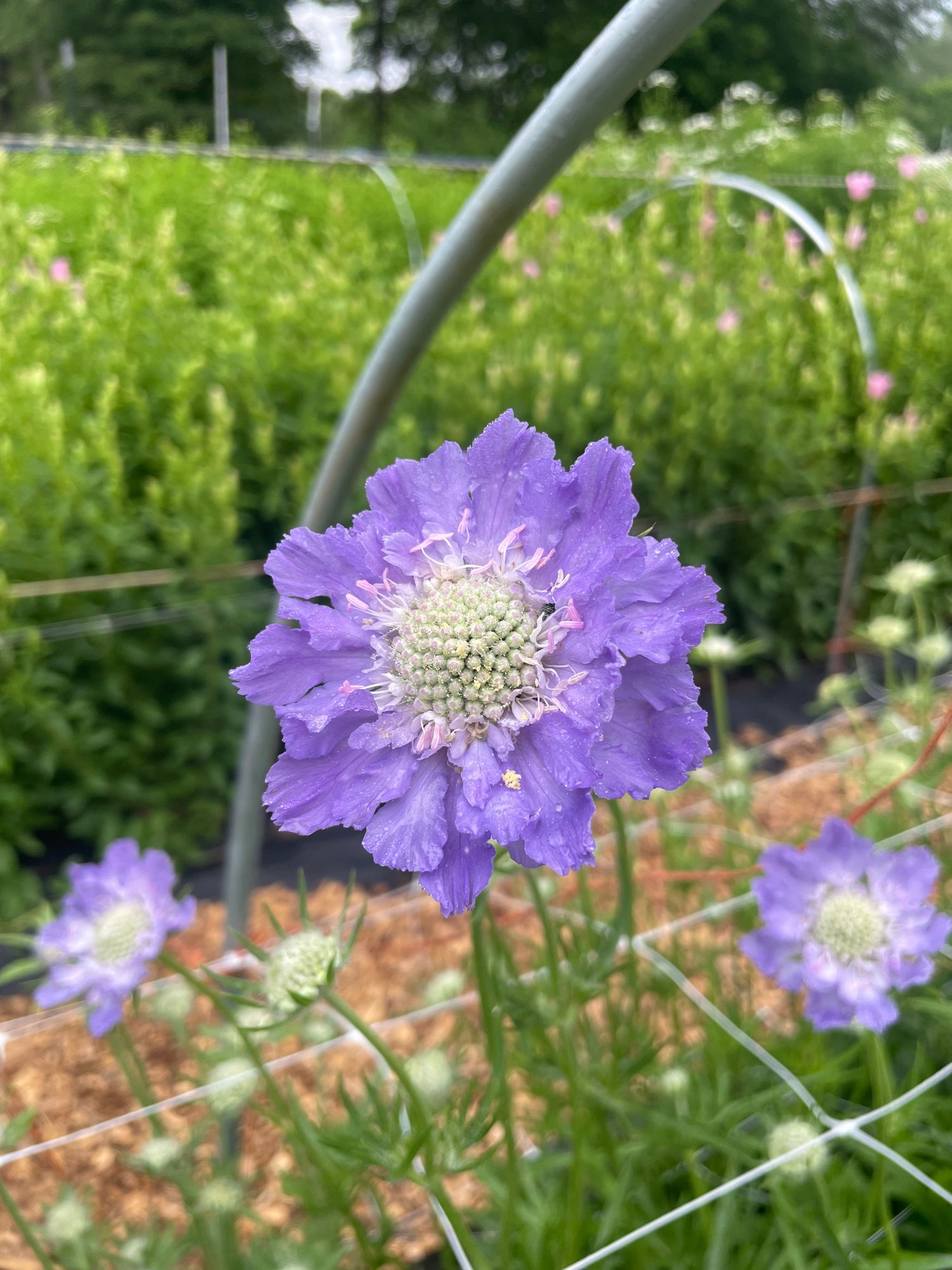 SCABIOSA caucasica Fama Deep Blue