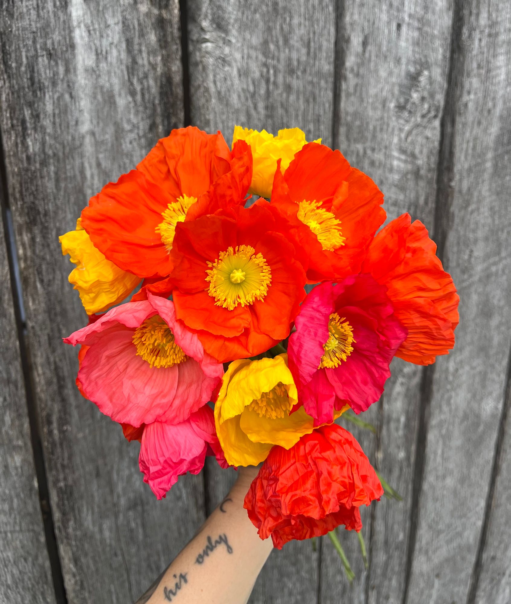 PAPAVER nudicaule Champagne Bubbles