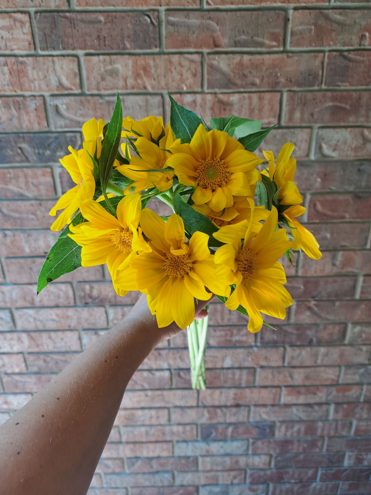 HELIANTHUS