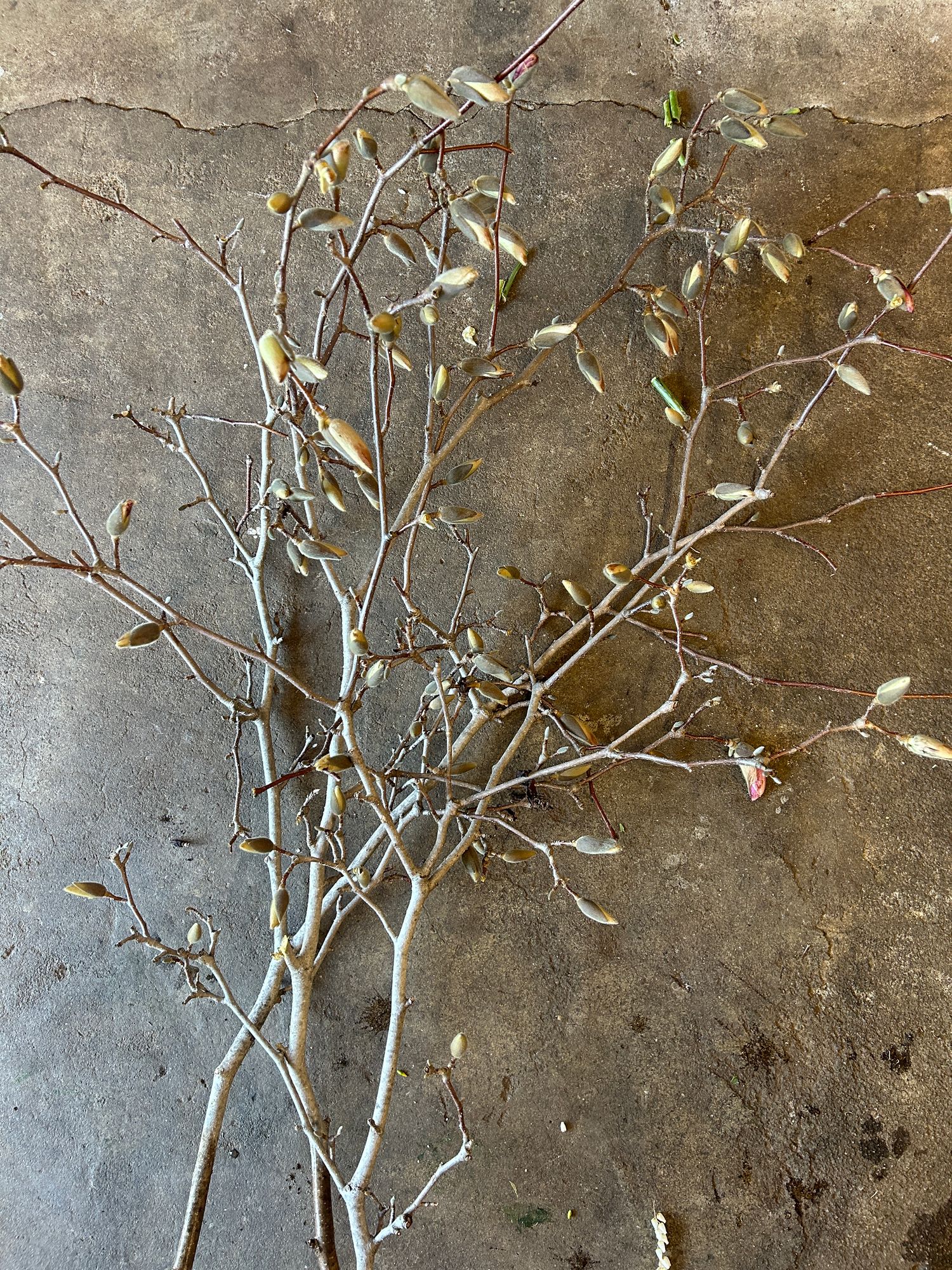 MAGNOLIA soulangeana