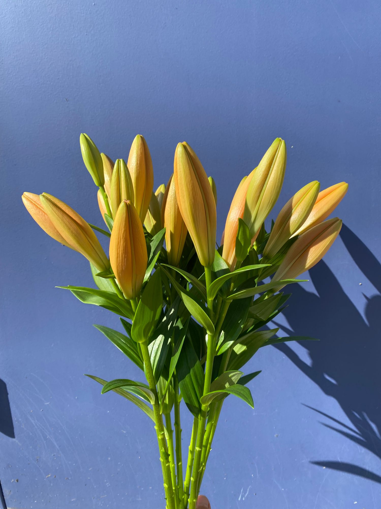 LILIUM longiflorum x asiatic