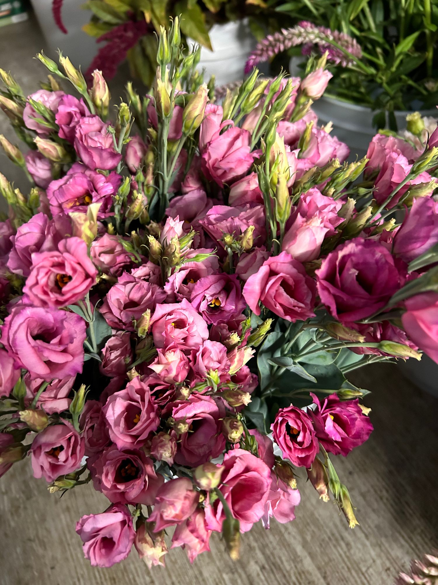 EUSTOMA grandiflorum Elegance Carmine Rose